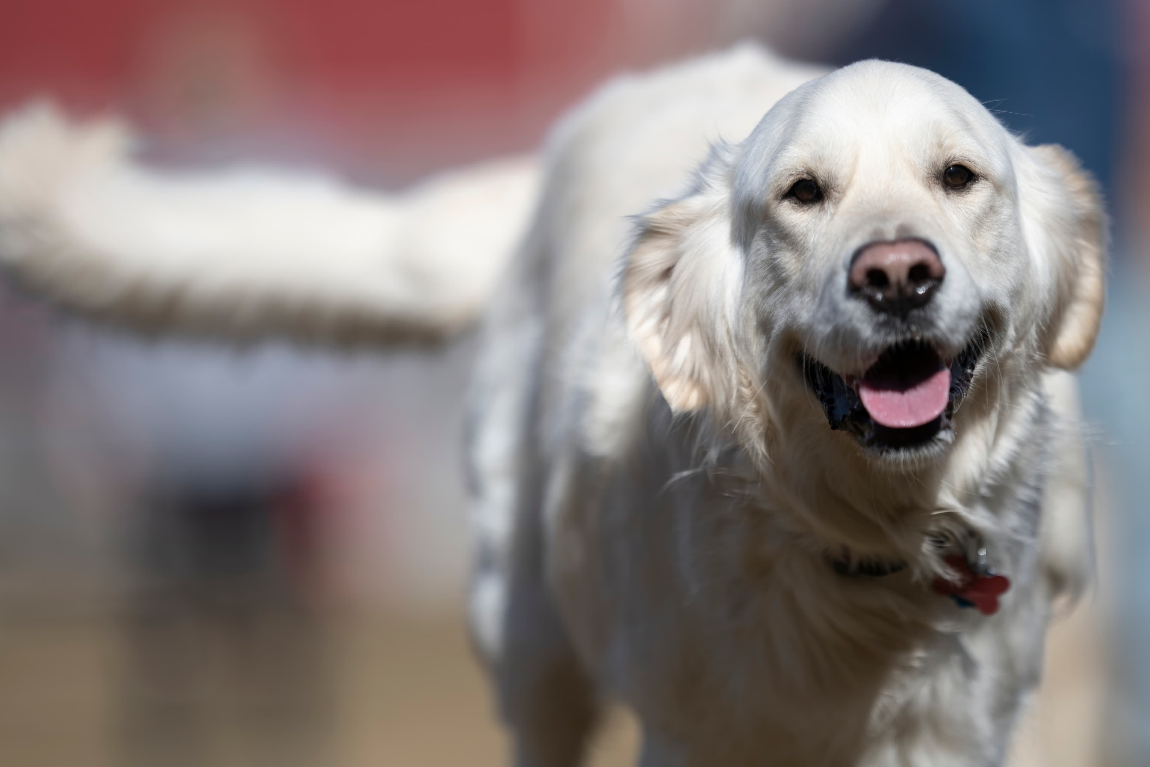 Our Dogs — ZoeFinnBourgeois0009 f