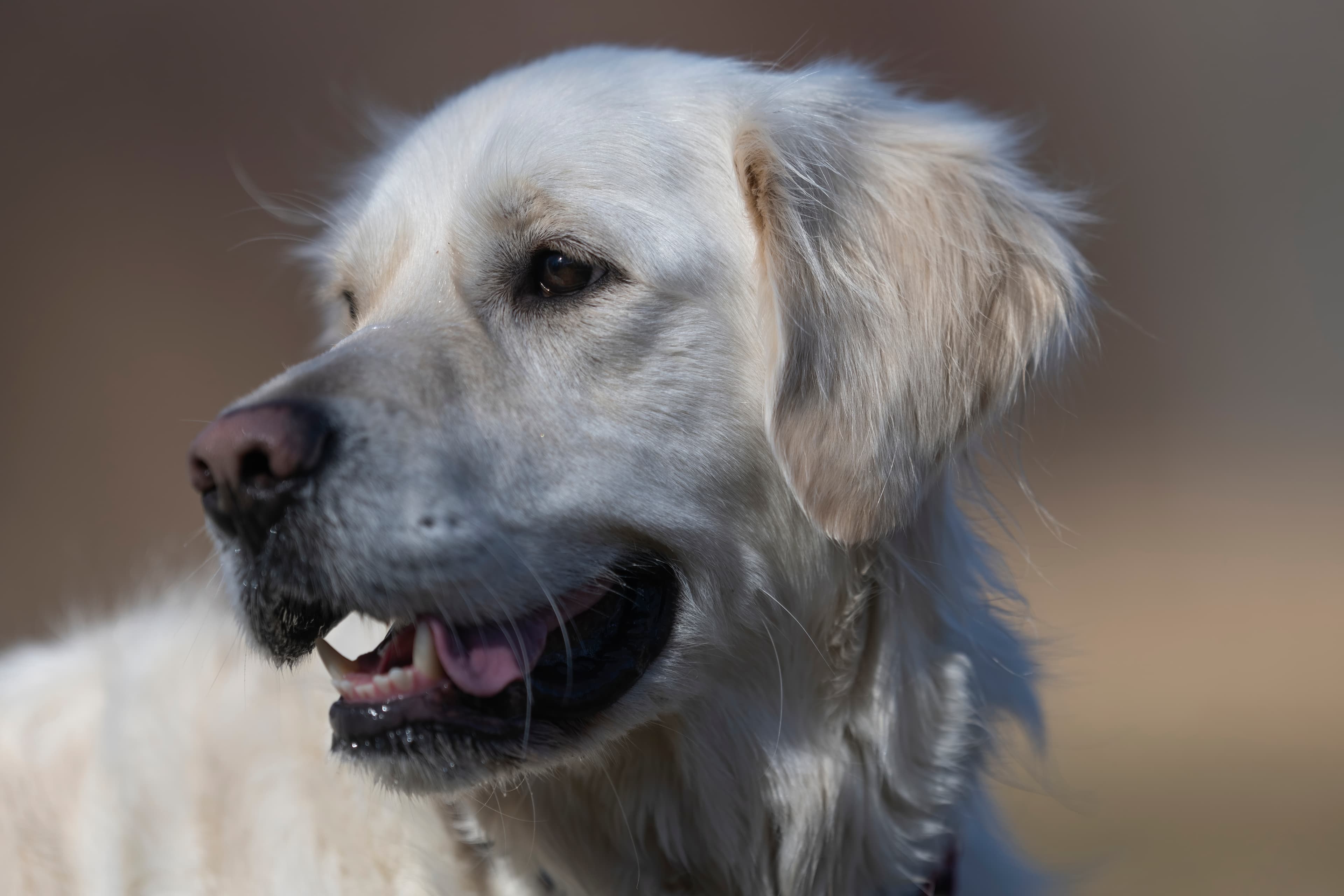 Our Dogs — ZoeFinnBourgeois0131 f