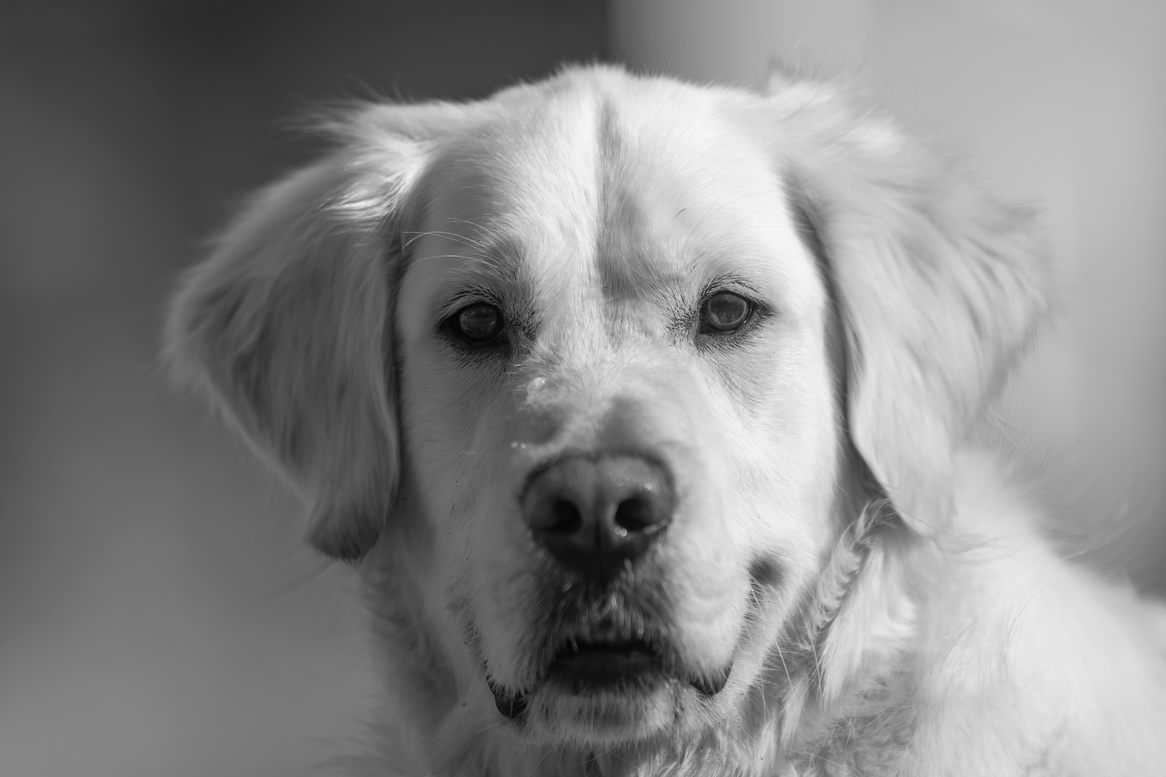 Our Dogs — ZoeFinnBourgeois0244 f