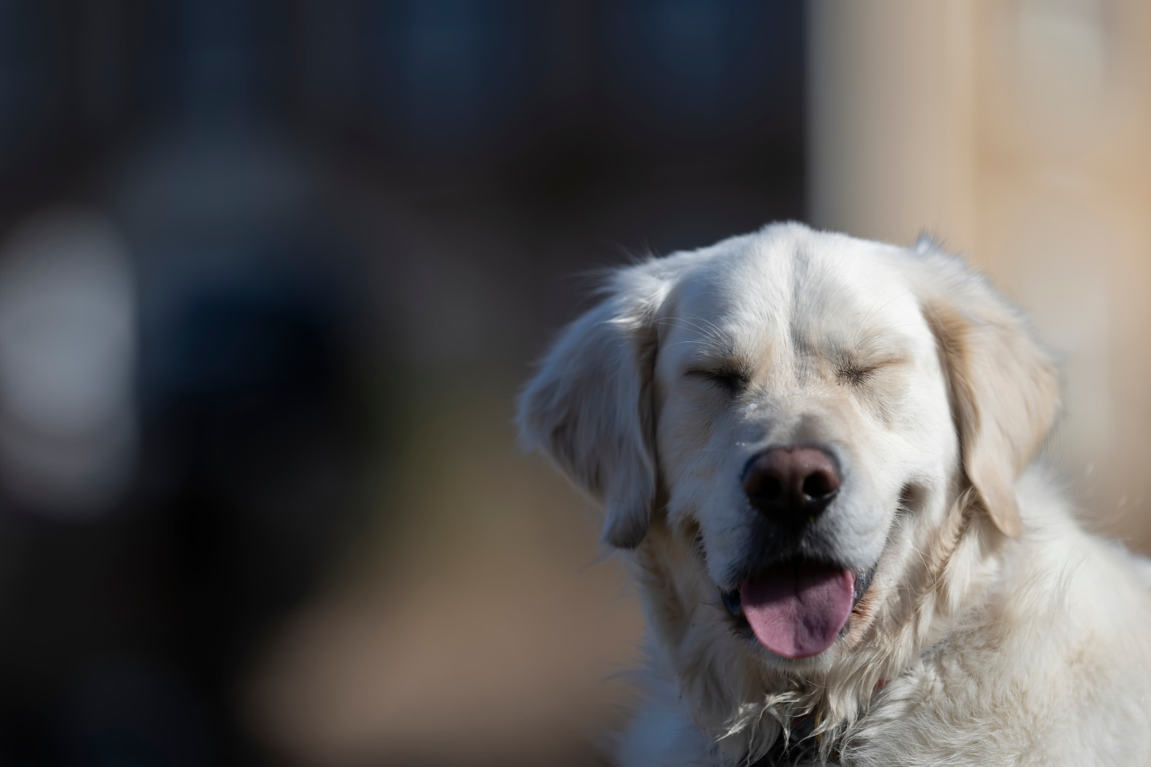 Our Dogs — ZoeFinnBourgeois0257 f
