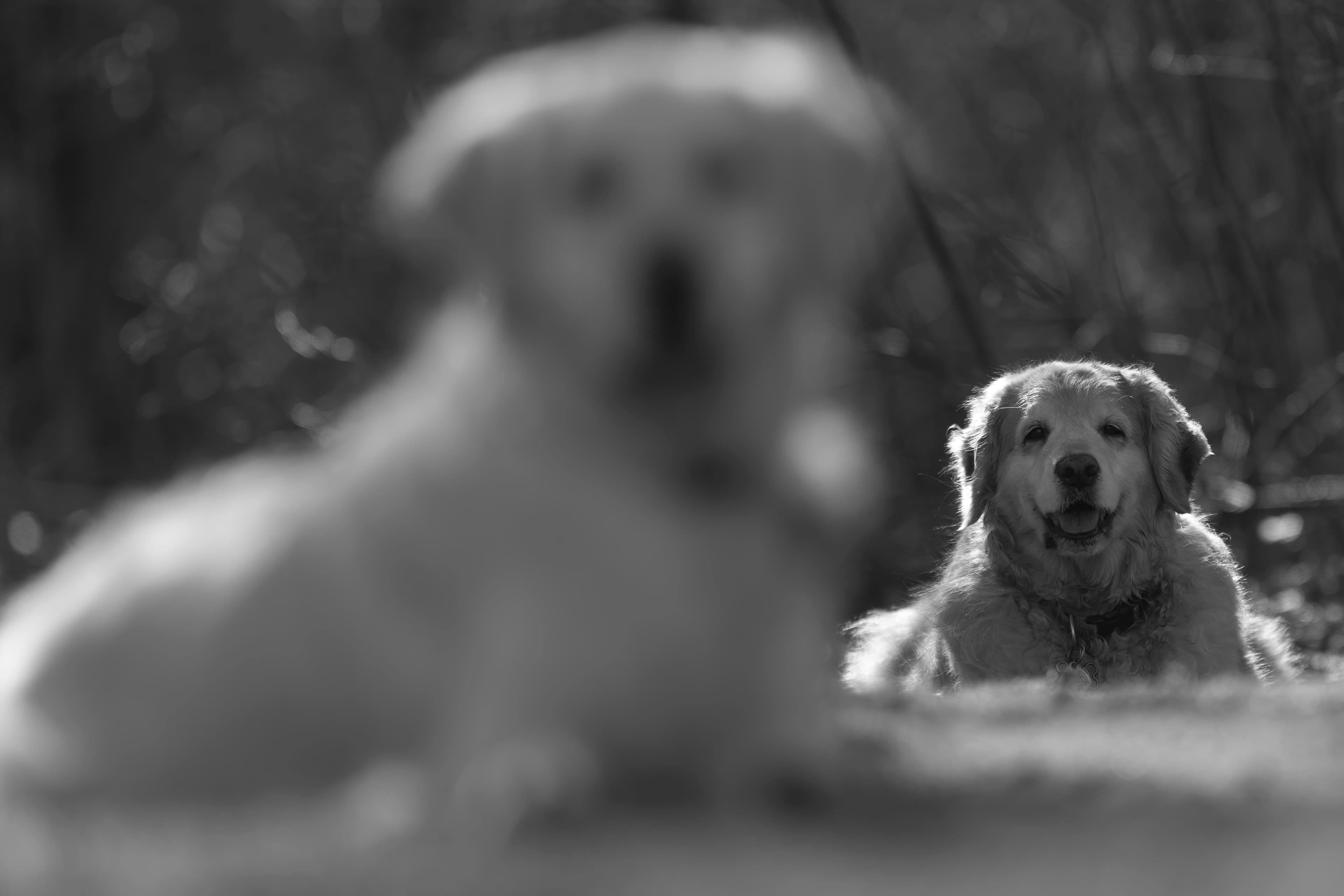 Our Dogs — ZoeFinnBourgeois0612 1 f