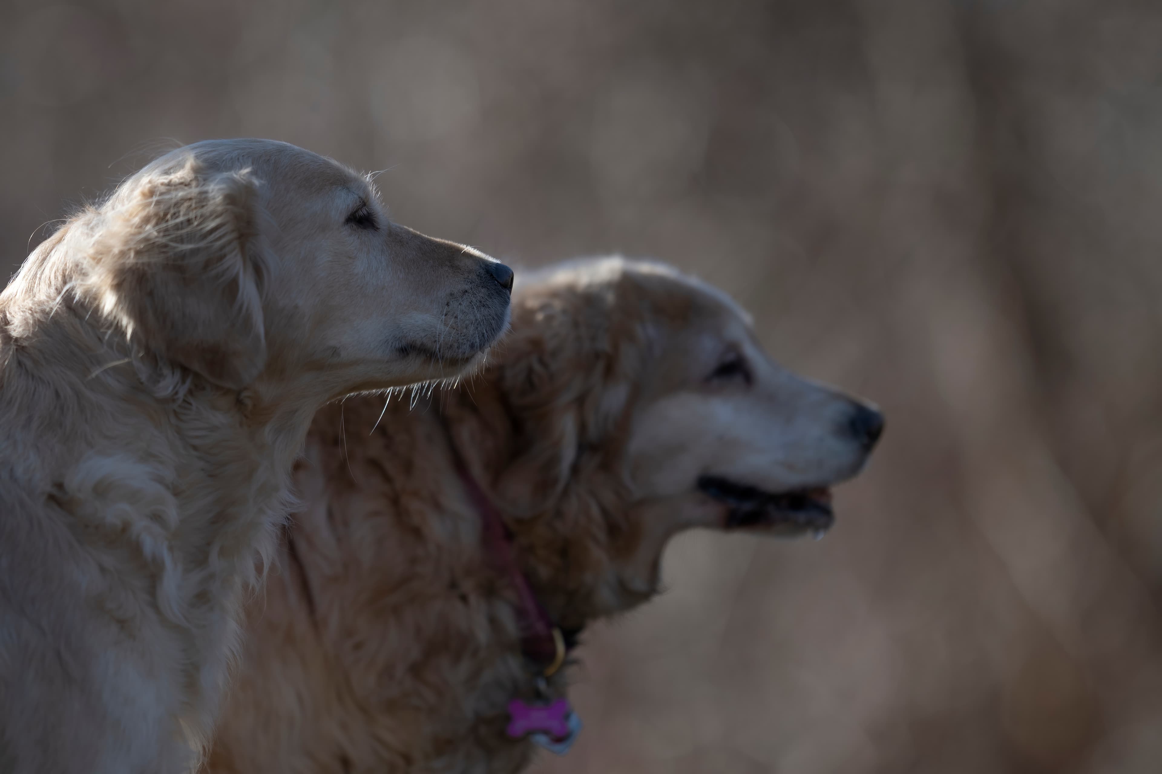 Our Dogs — ZoeFinnBourgeois0716 f