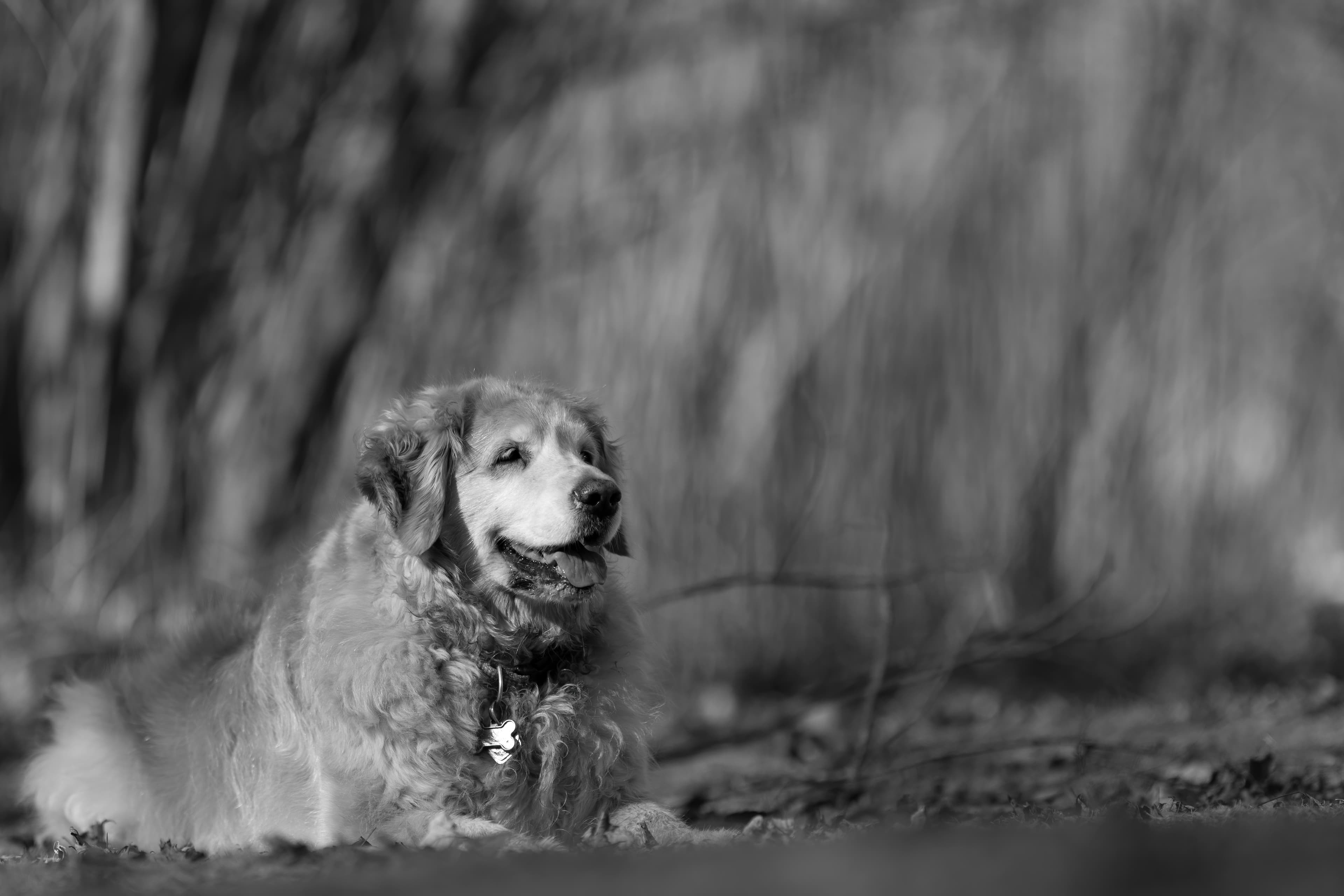 Our Dogs — ZoeFinnBourgeois0732 1 f