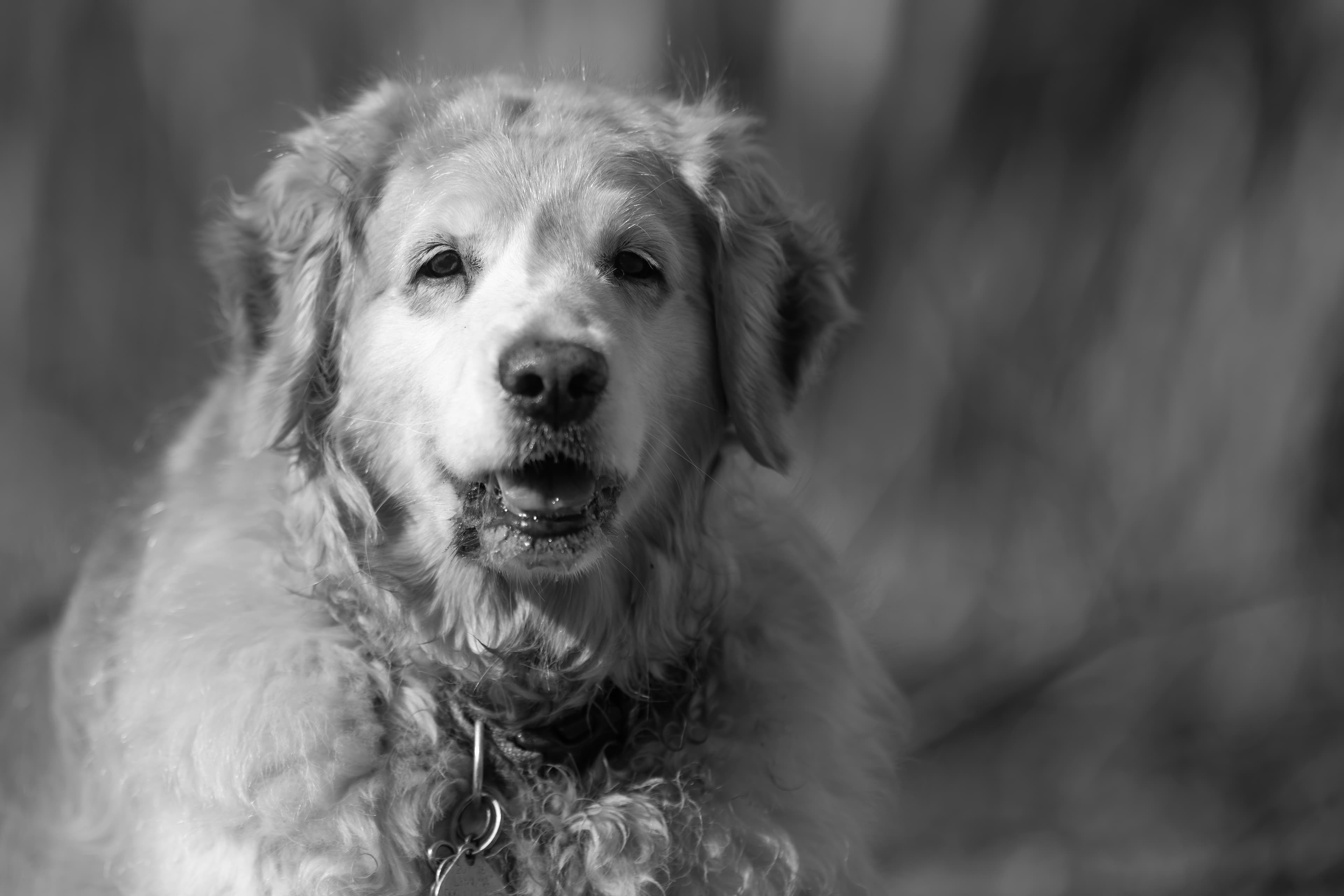 Our Dogs — ZoeFinnBourgeois0745 1 f