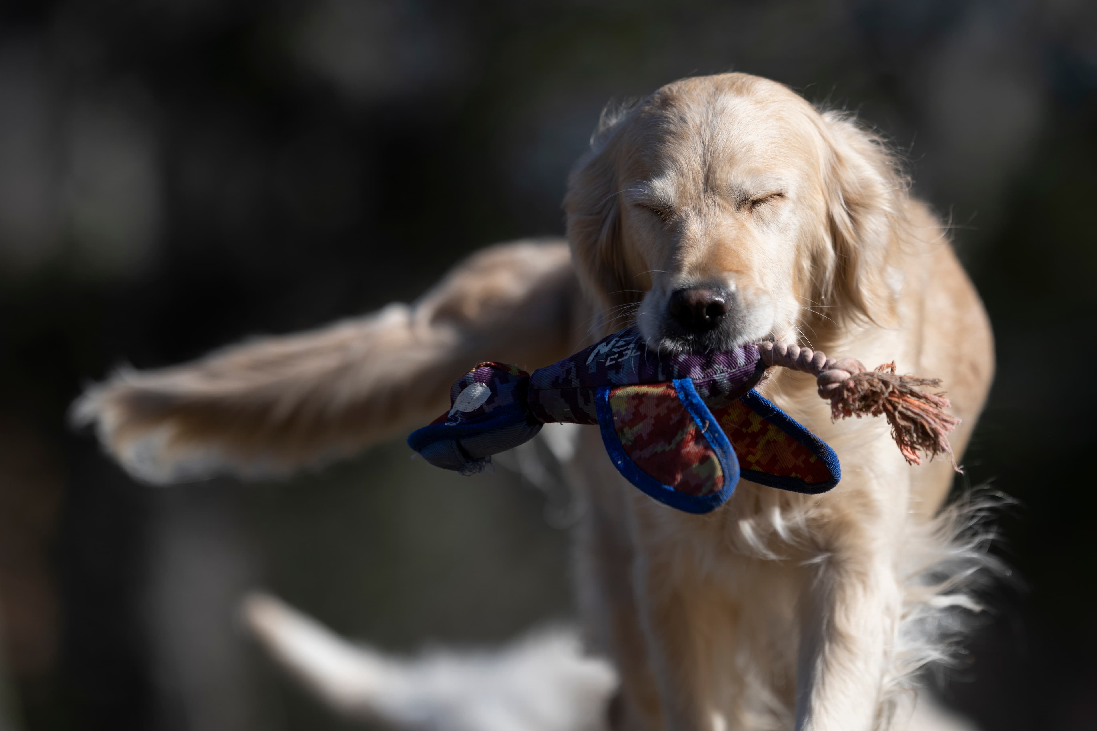 Our Dogs — MooNewField004