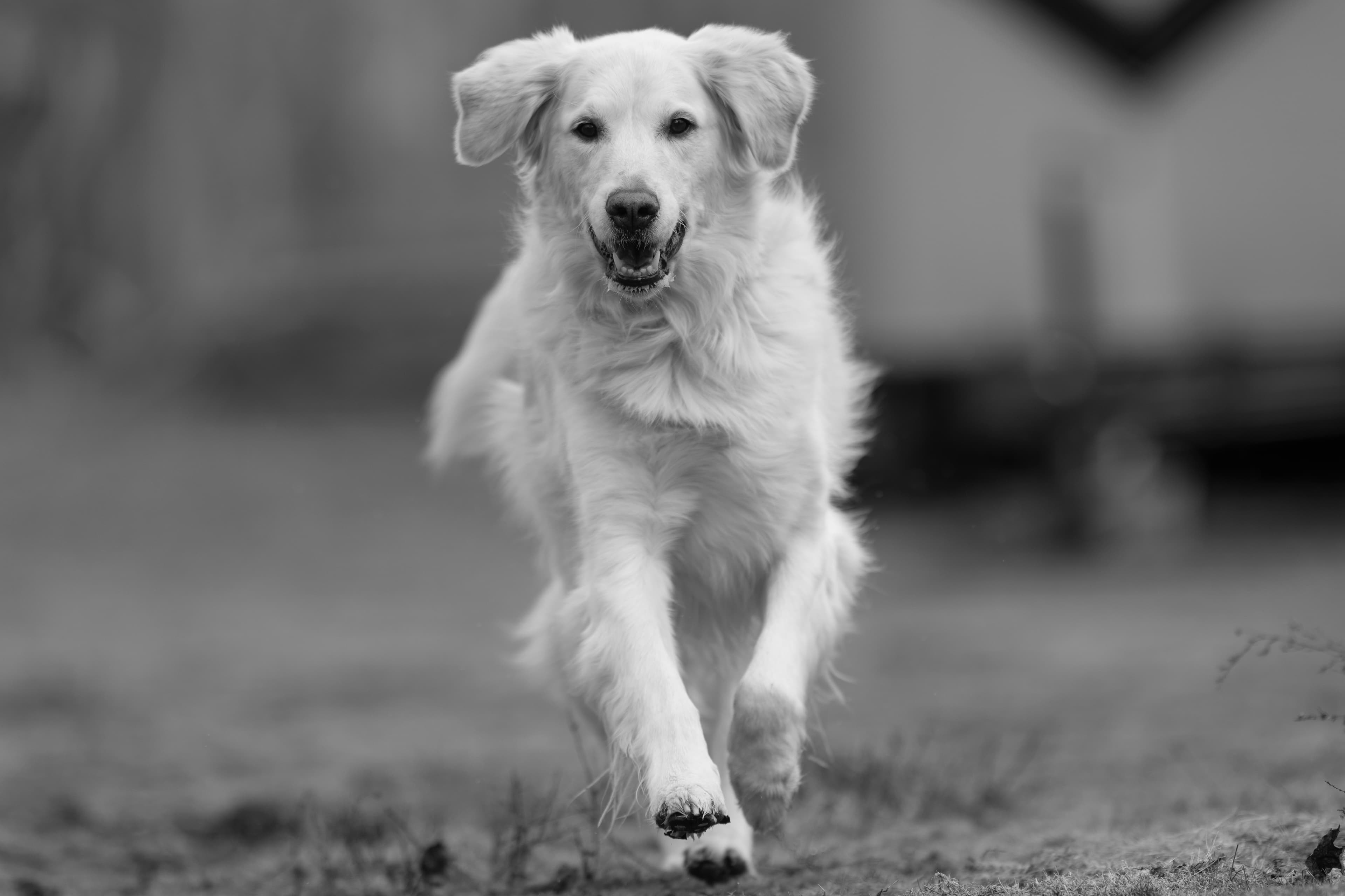 Our Dogs — ScRaMartinPiper006