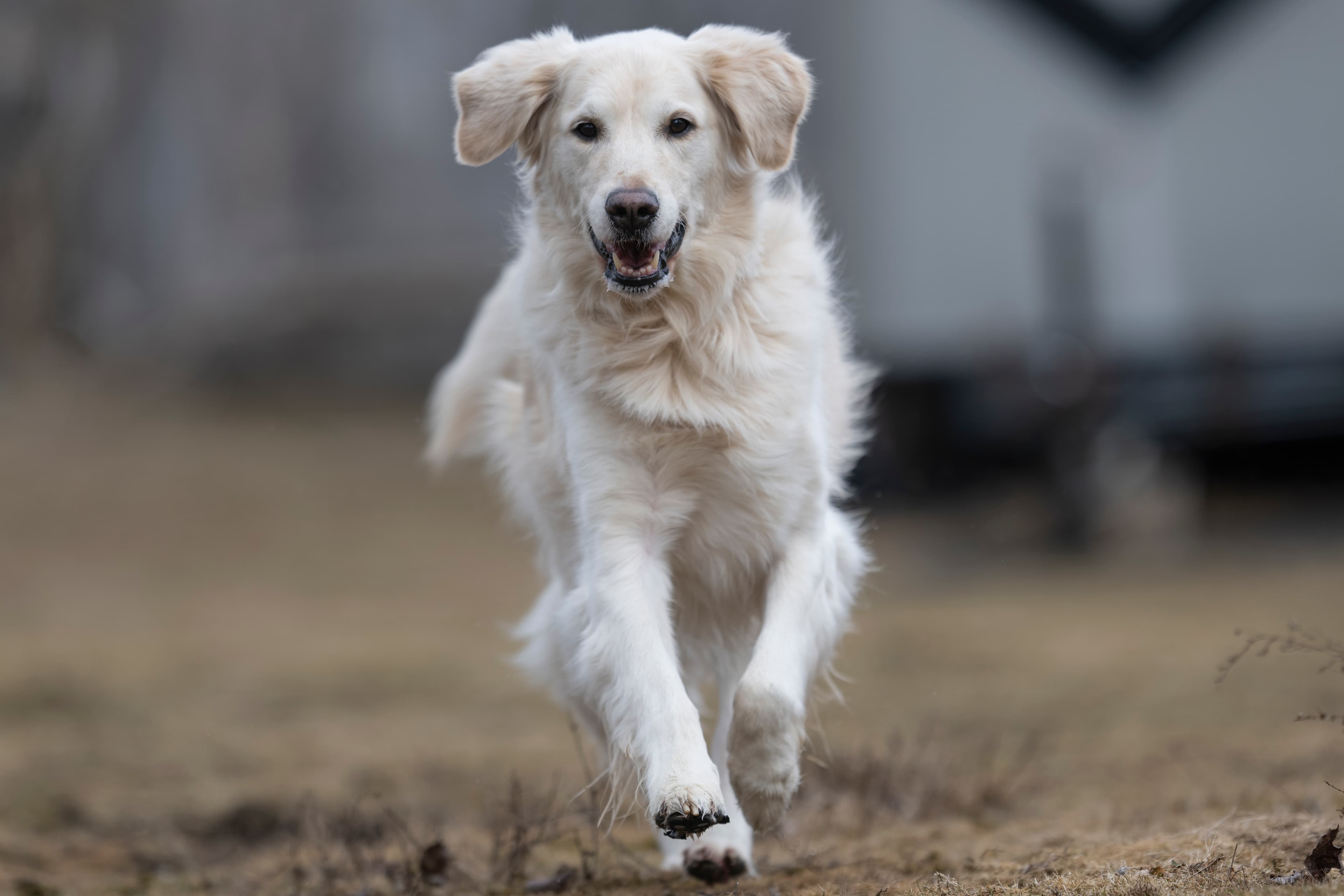 Our Dogs — ScRaMartinPiper006 1