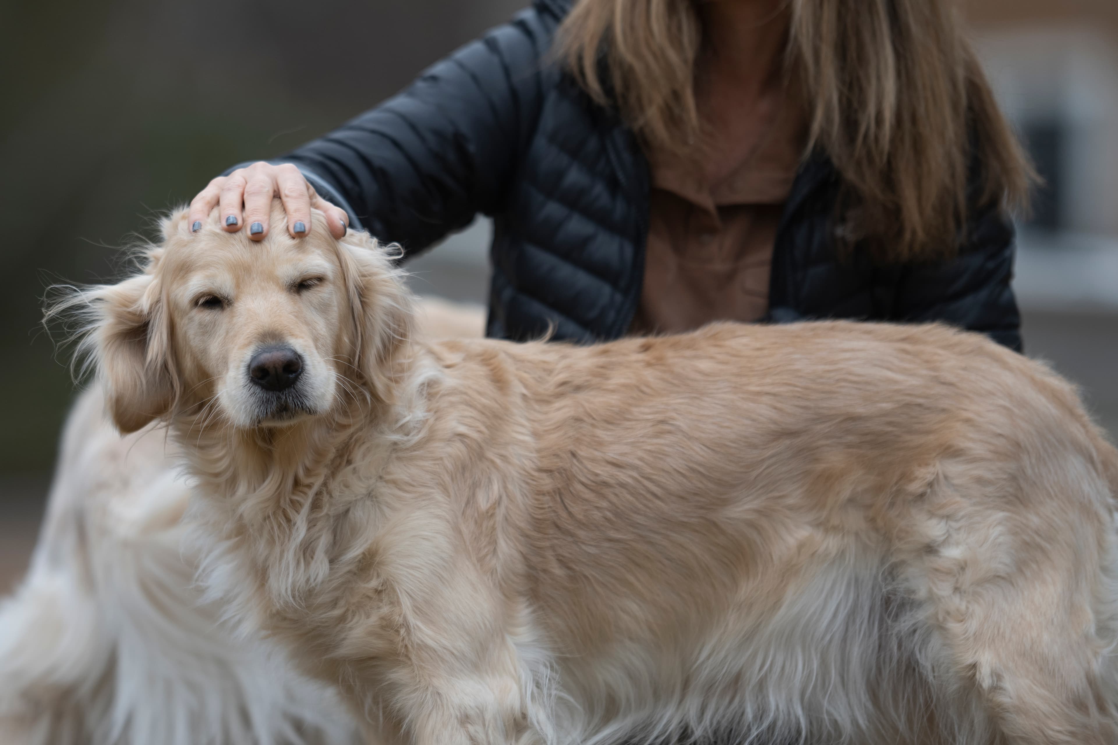 Our Dogs — ScRaMartinPiper115 1
