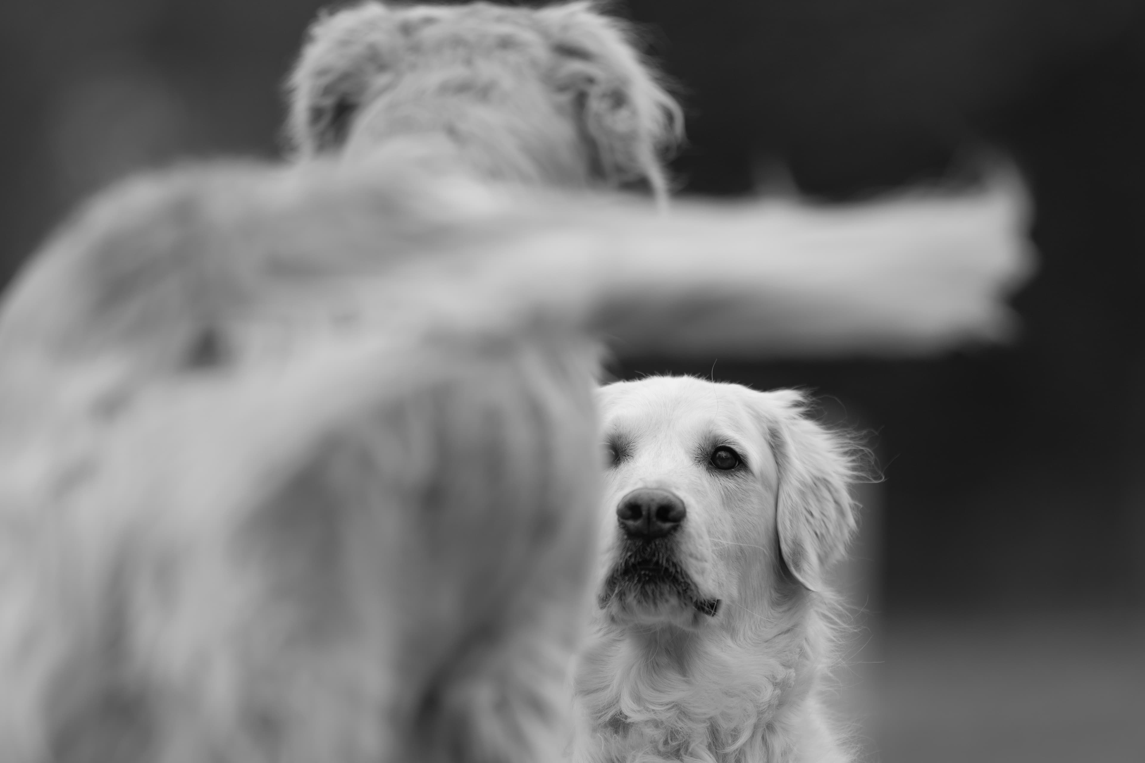 Our Dogs — ScRaMartinPiper227