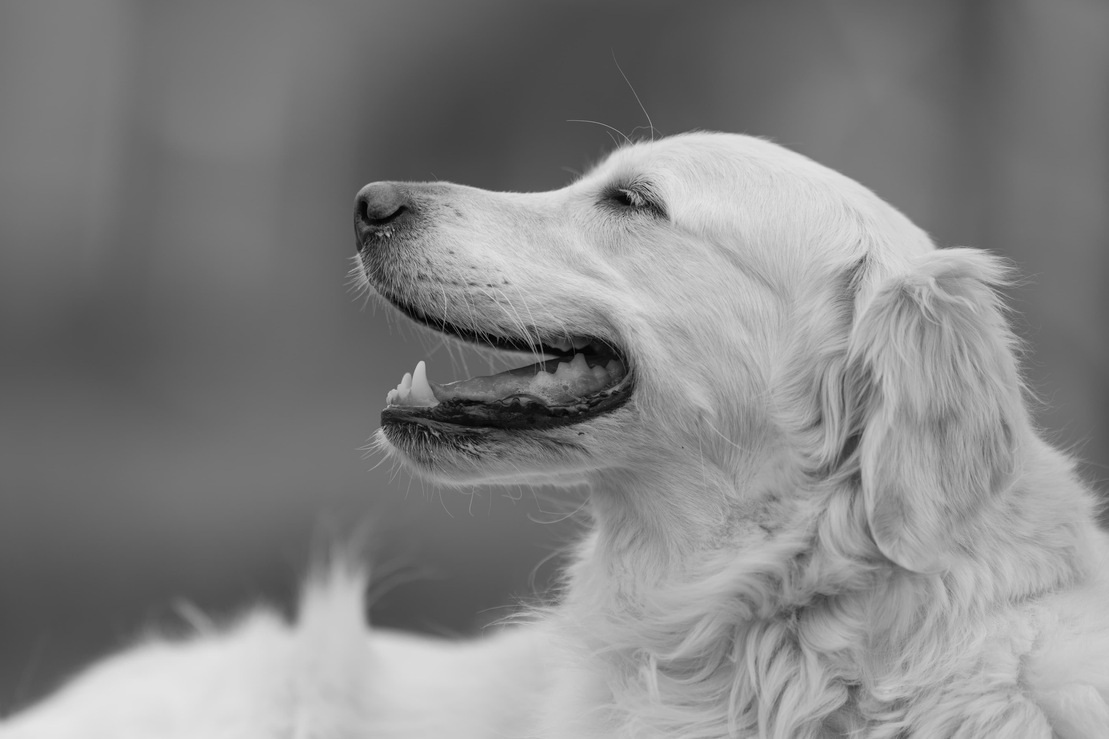 Our Dogs — ScRaMartinPiper284 1