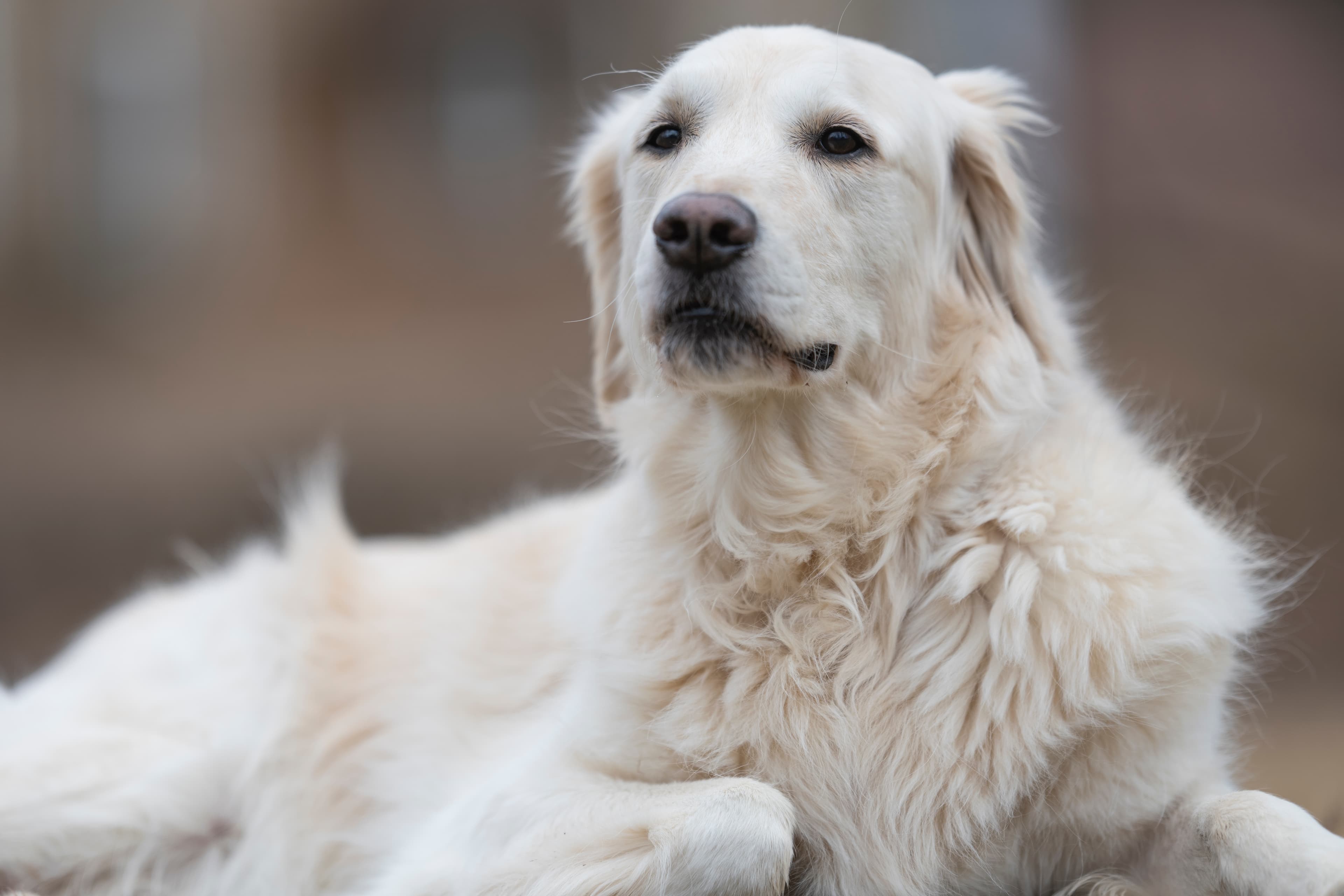 Our Dogs — ScRaMartinPiper294 1