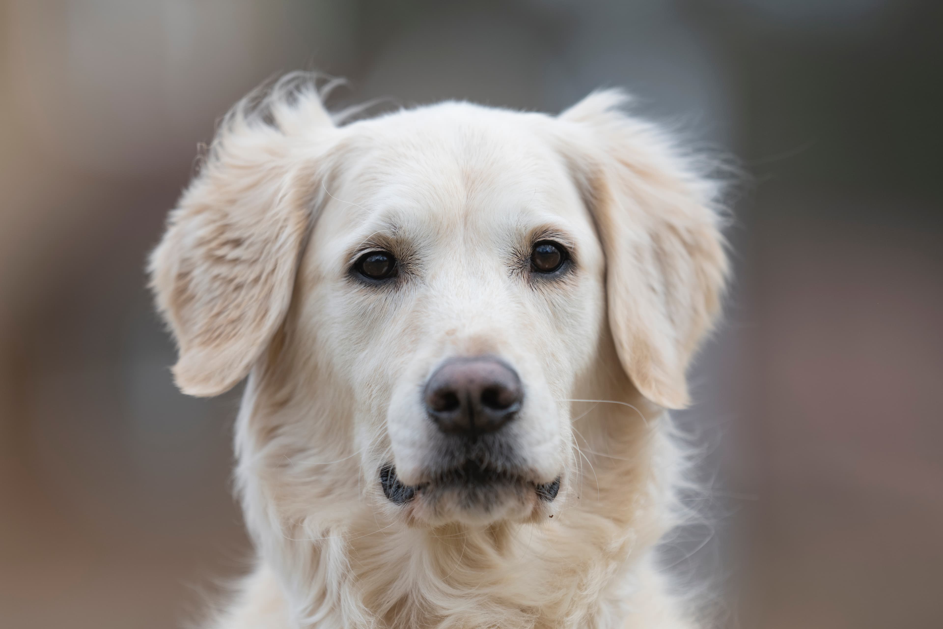 Our Dogs — ScRaMartinPiper333