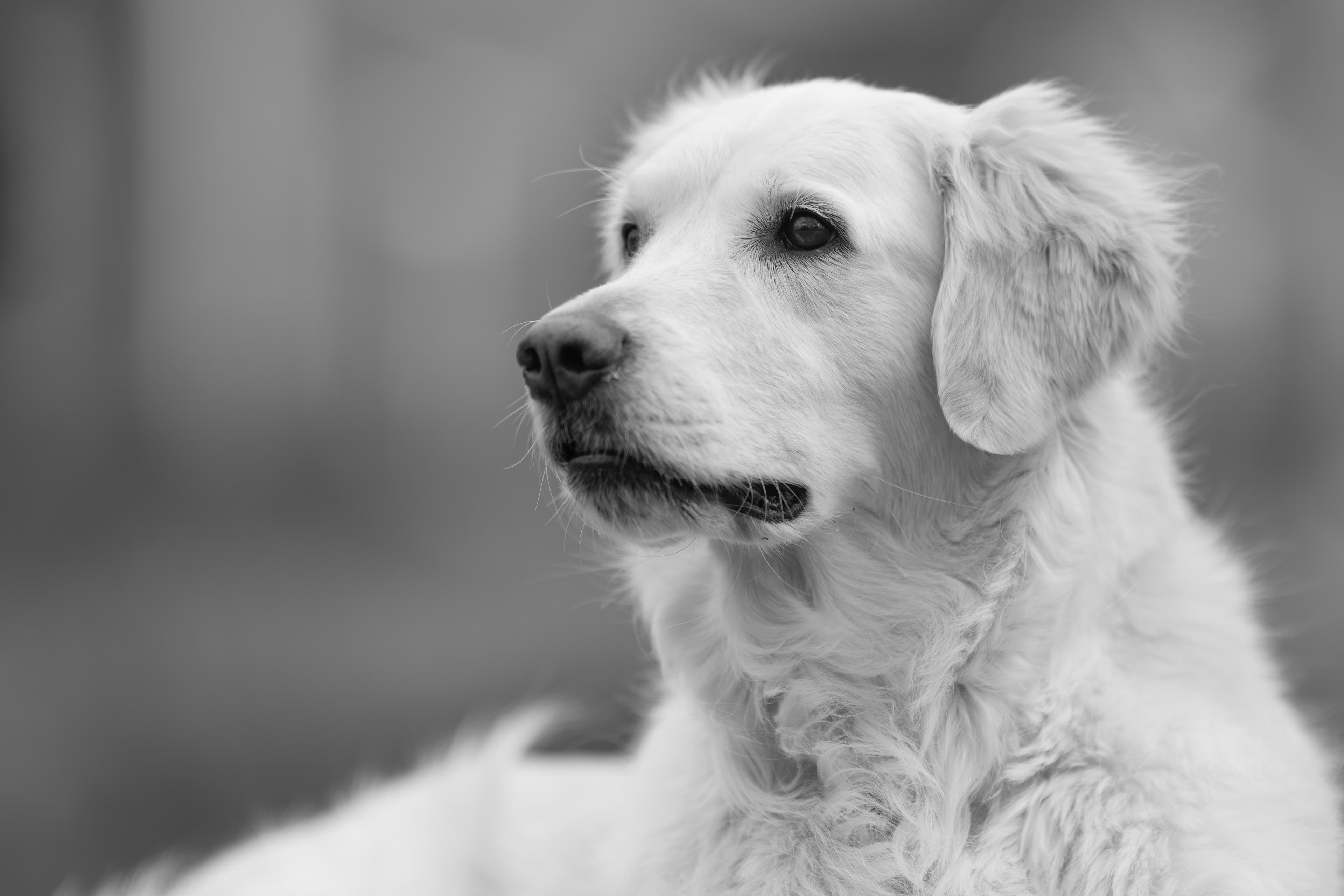Our Dogs — ScRaMartinPiper364