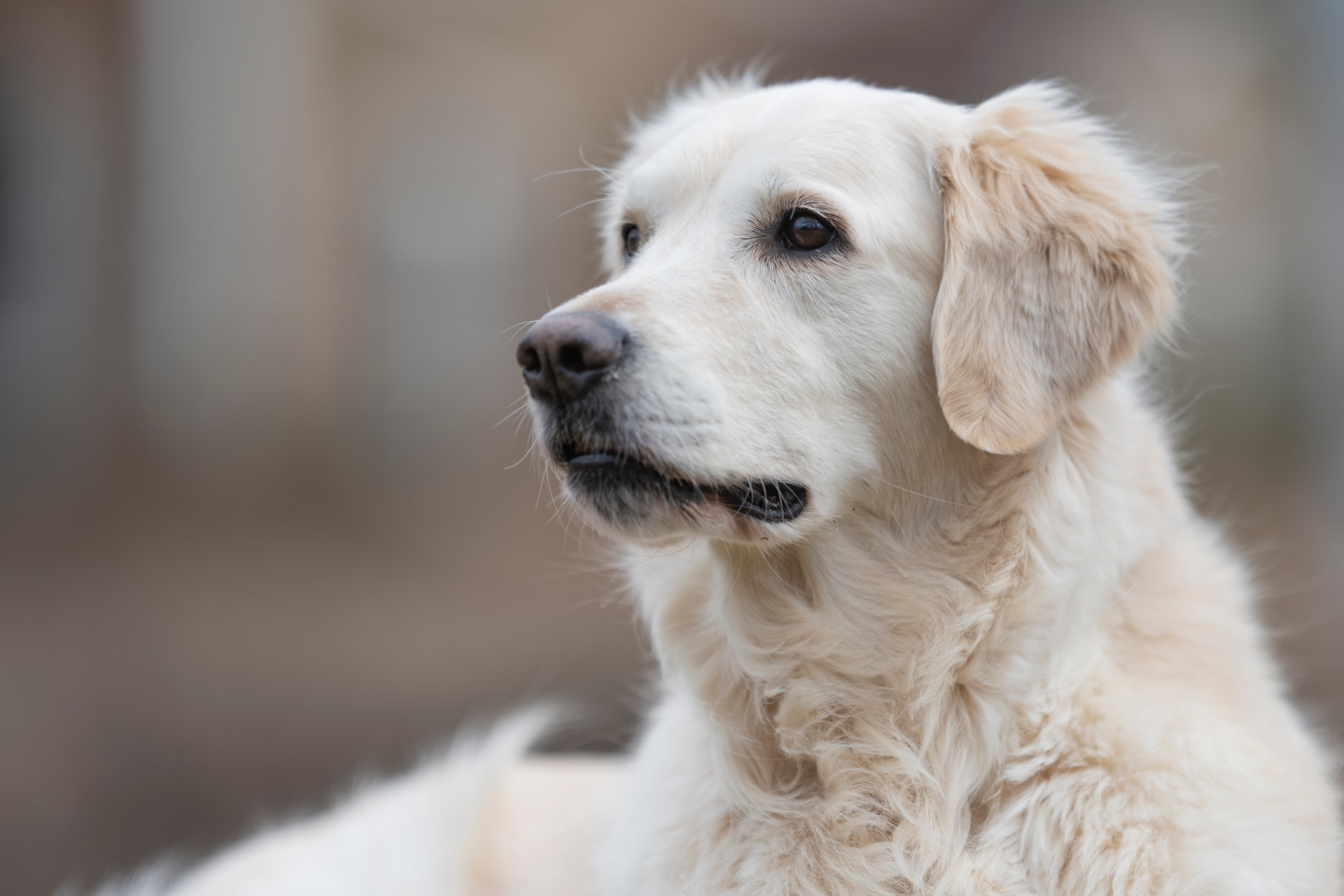 Our Dogs — ScRaMartinPiper364 1