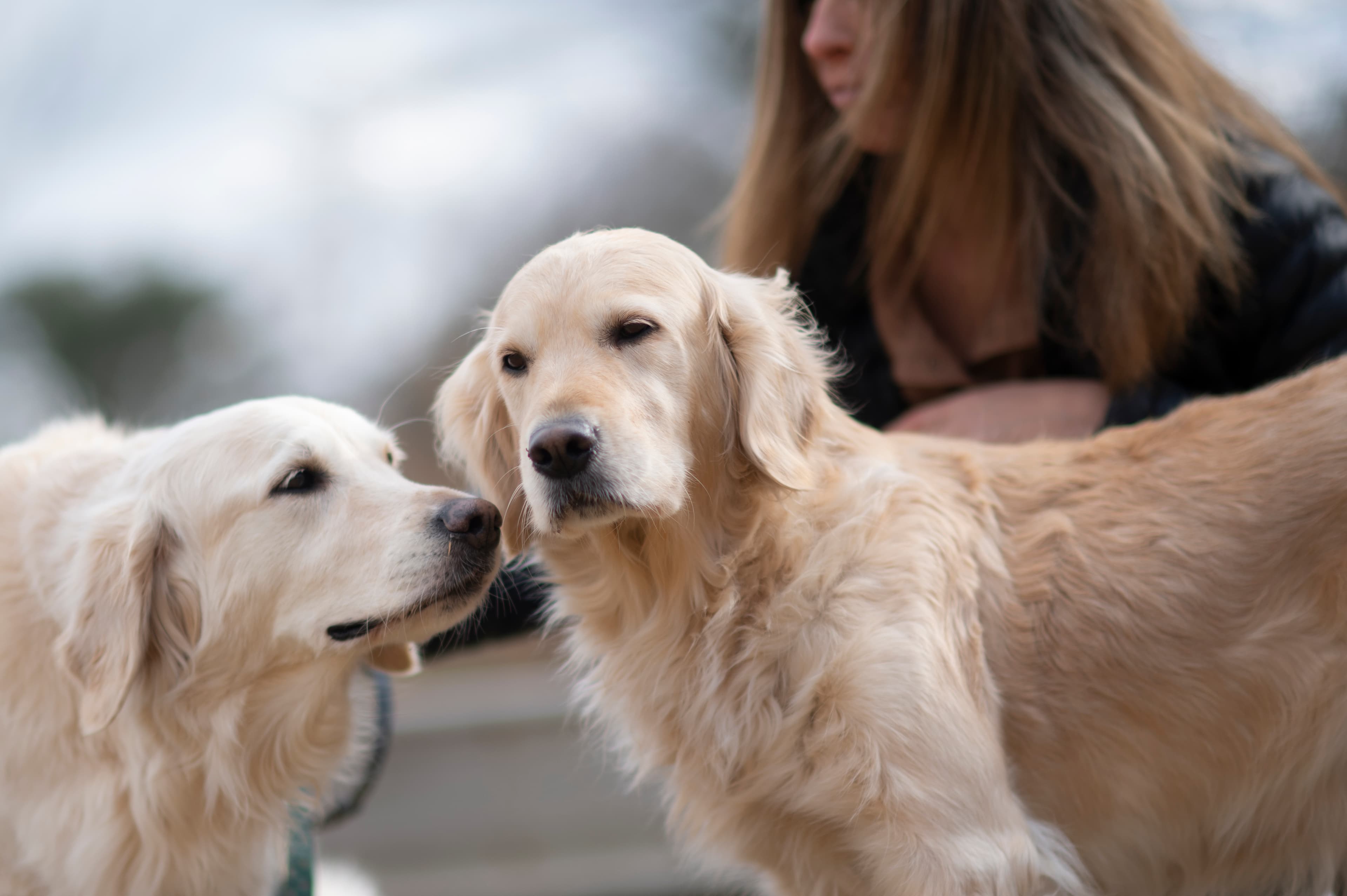 Our Dogs — ScRaMartinPiper374