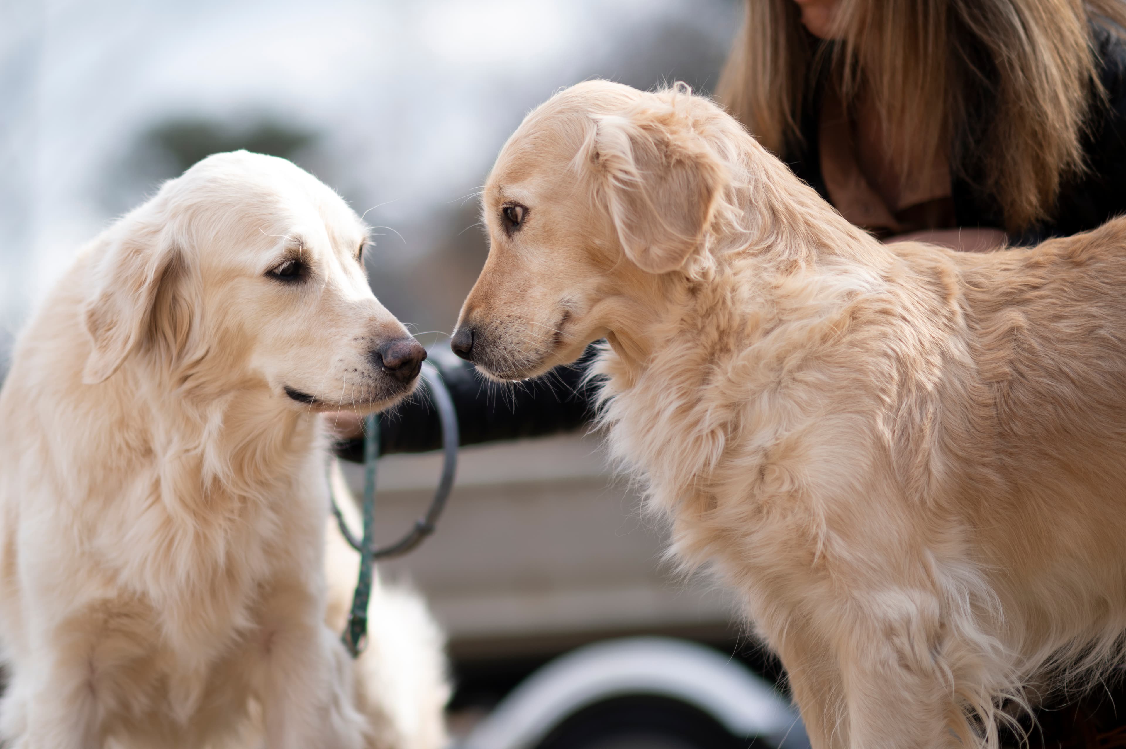 Our Dogs — ScRaMartinPiper402