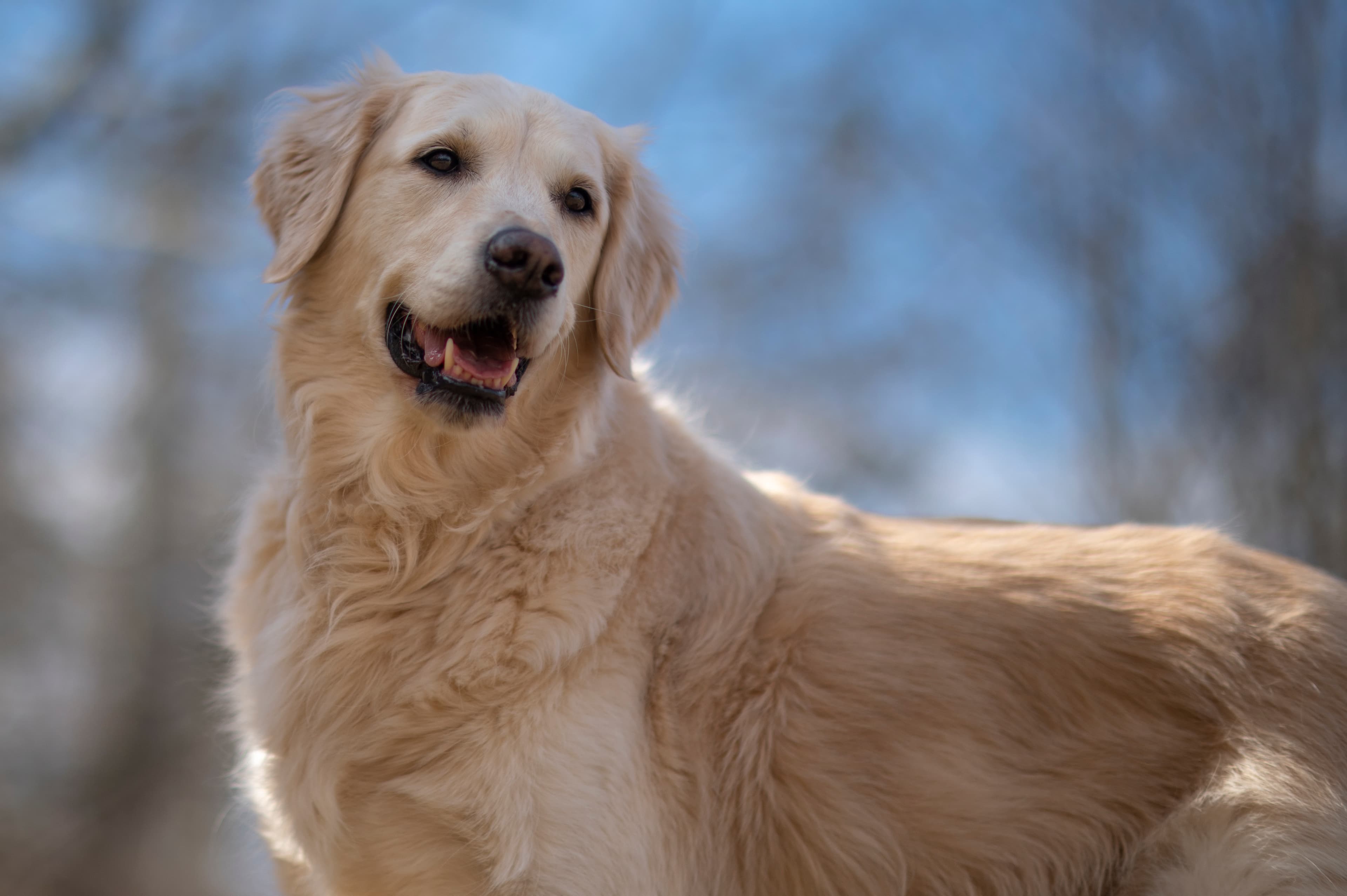 Our Dogs — ScRaMartinPiper618