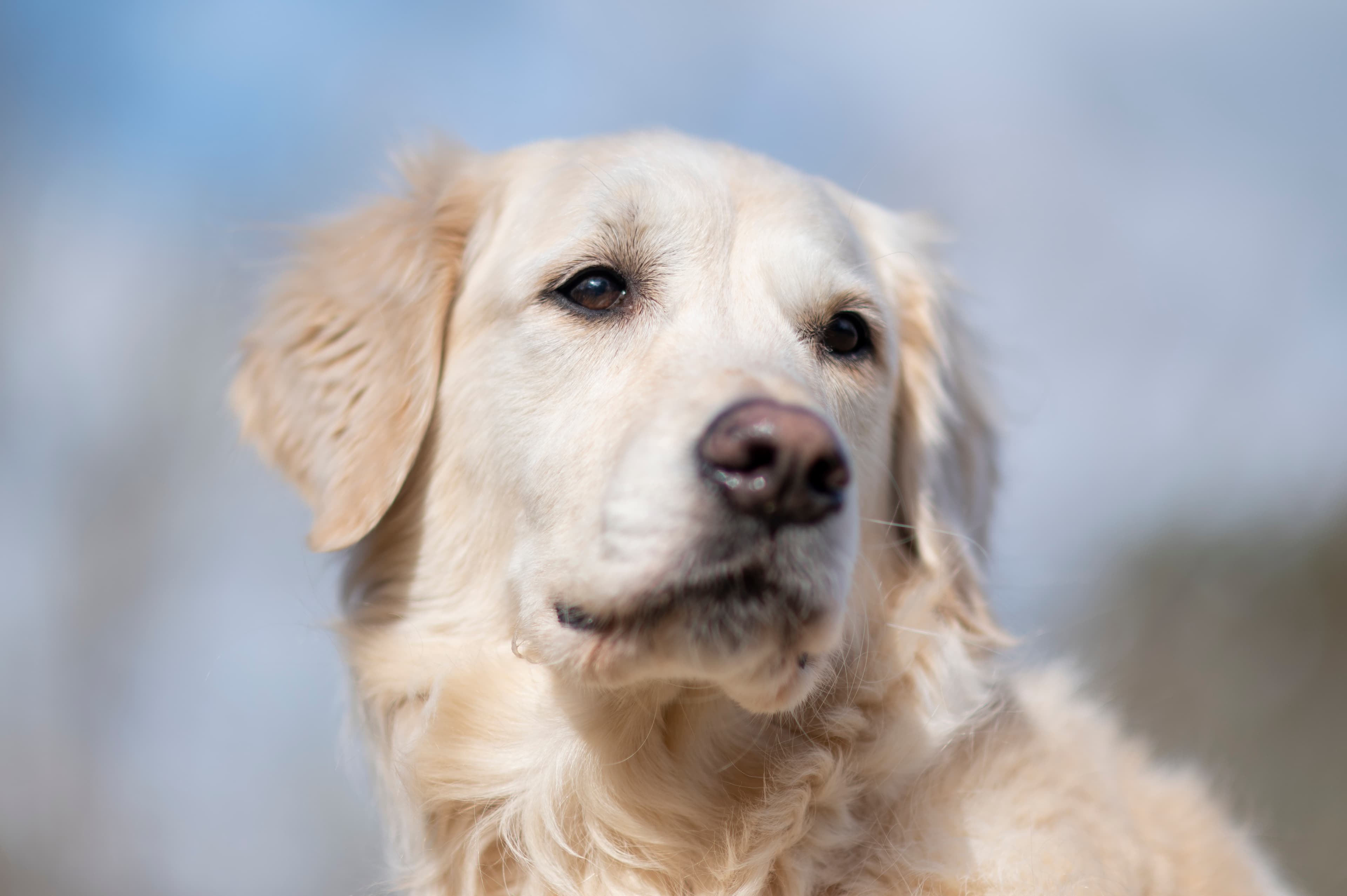 Our Dogs — ScRaMartinPiper656