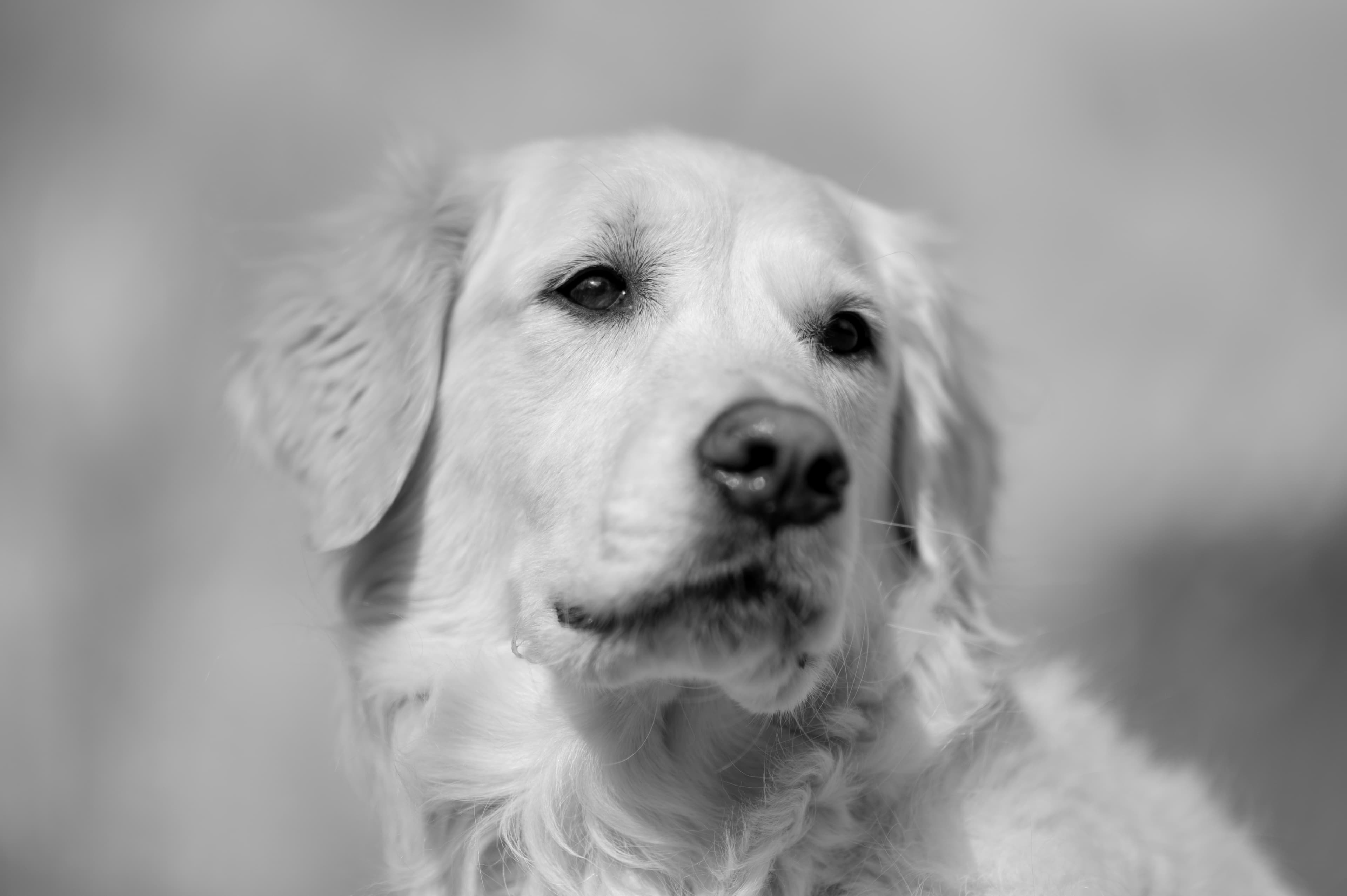 Our Dogs — ScRaMartinPiper656 1