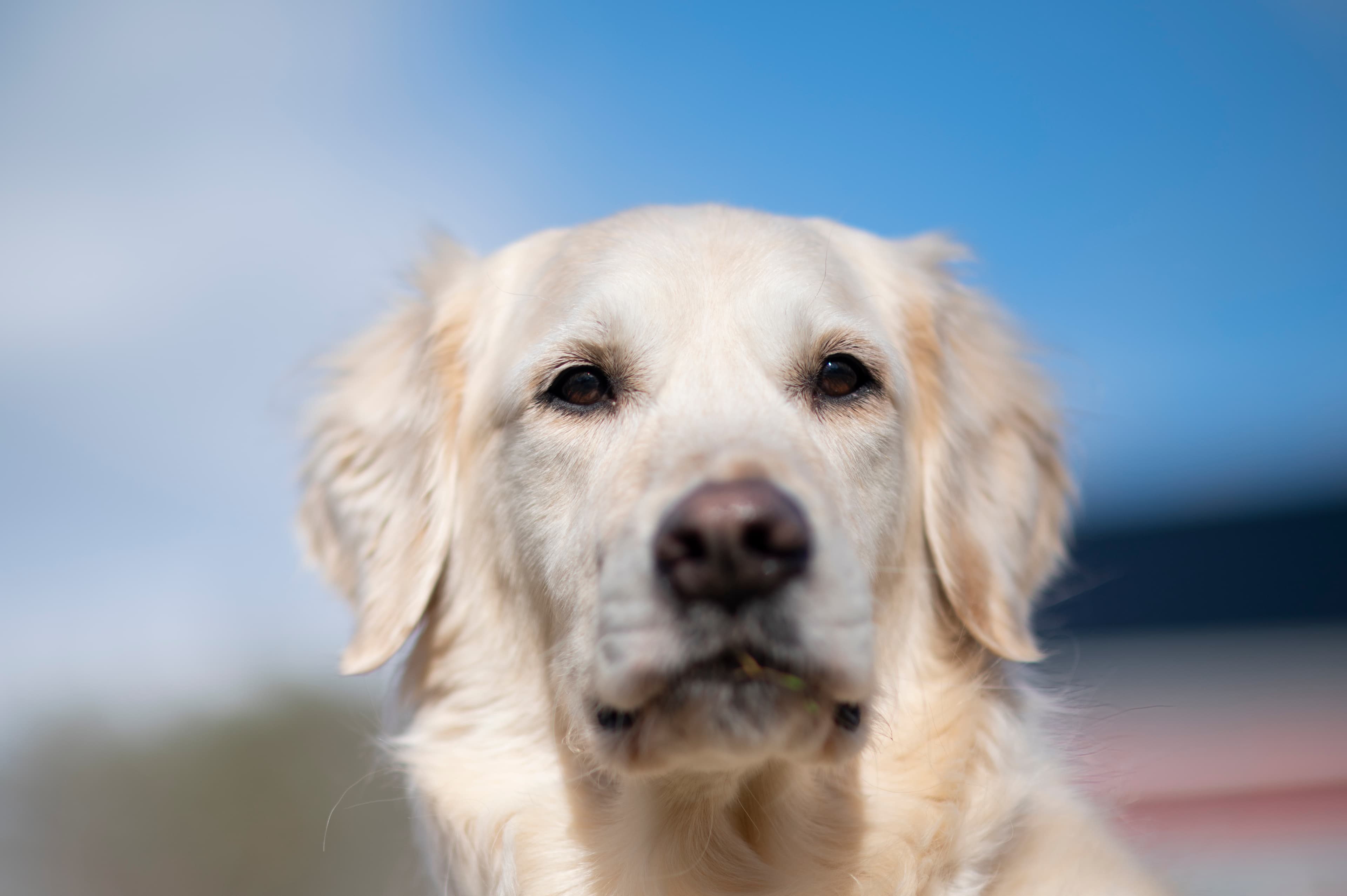 Our Dogs — ScRaMartinPiper746