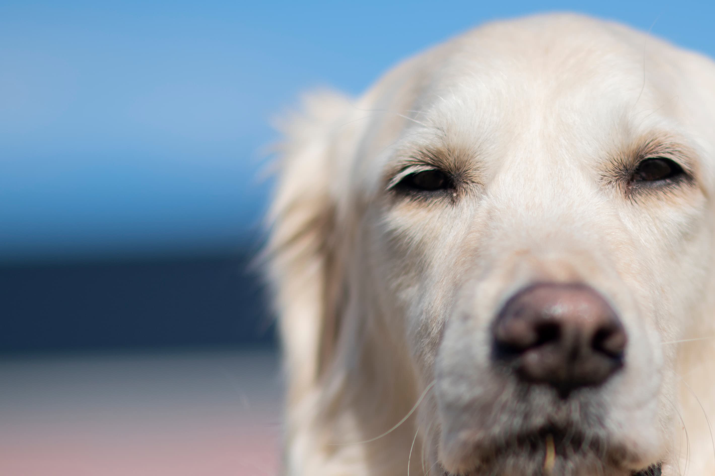 Our Dogs — ScRaMartinPiper762 1