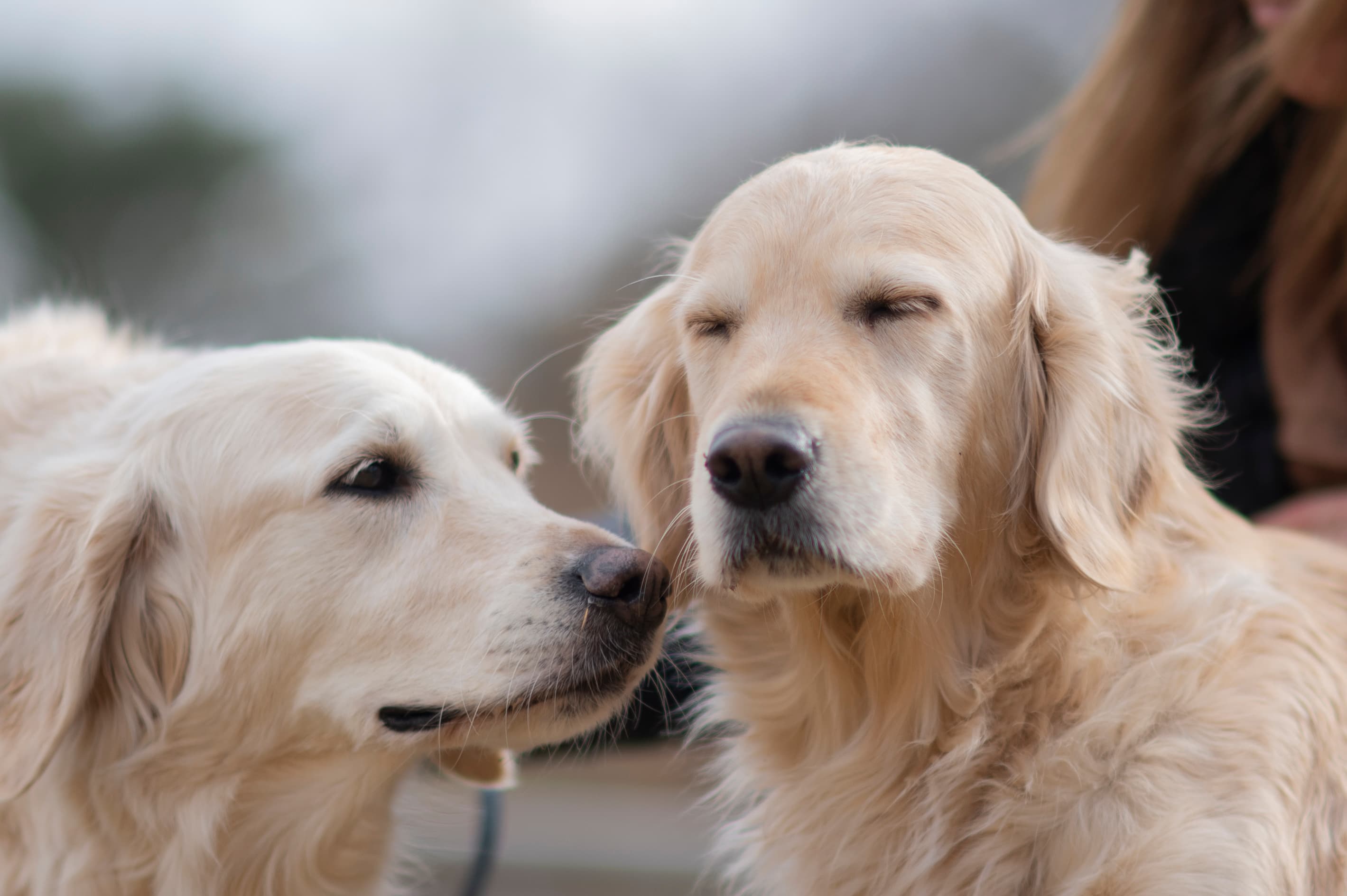 Our Dogs — ScRaMartinPiper828