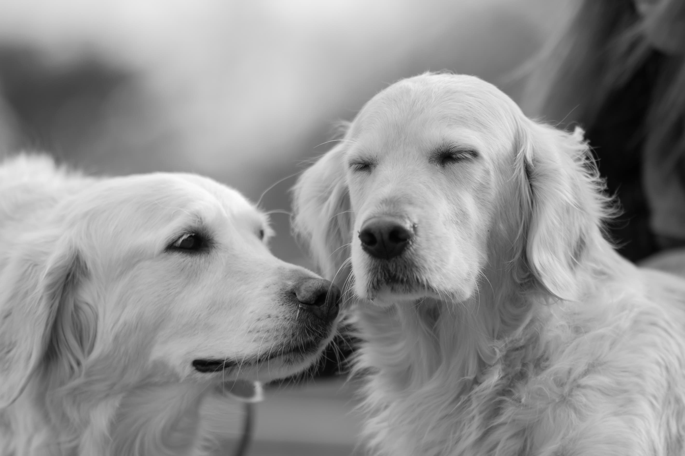 Our Dogs — ScRaMartinPiper828 1