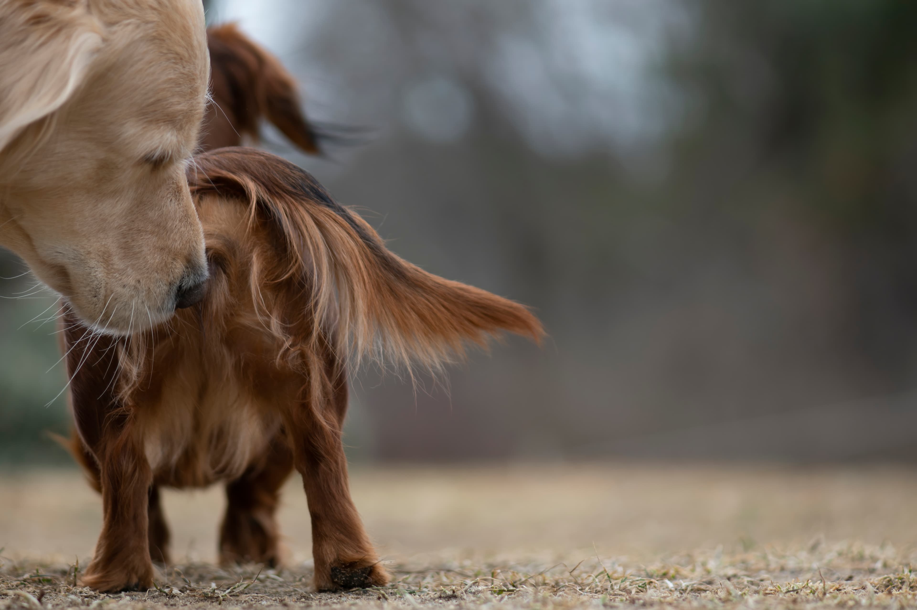 Our Dogs — MooIIBudd077 f