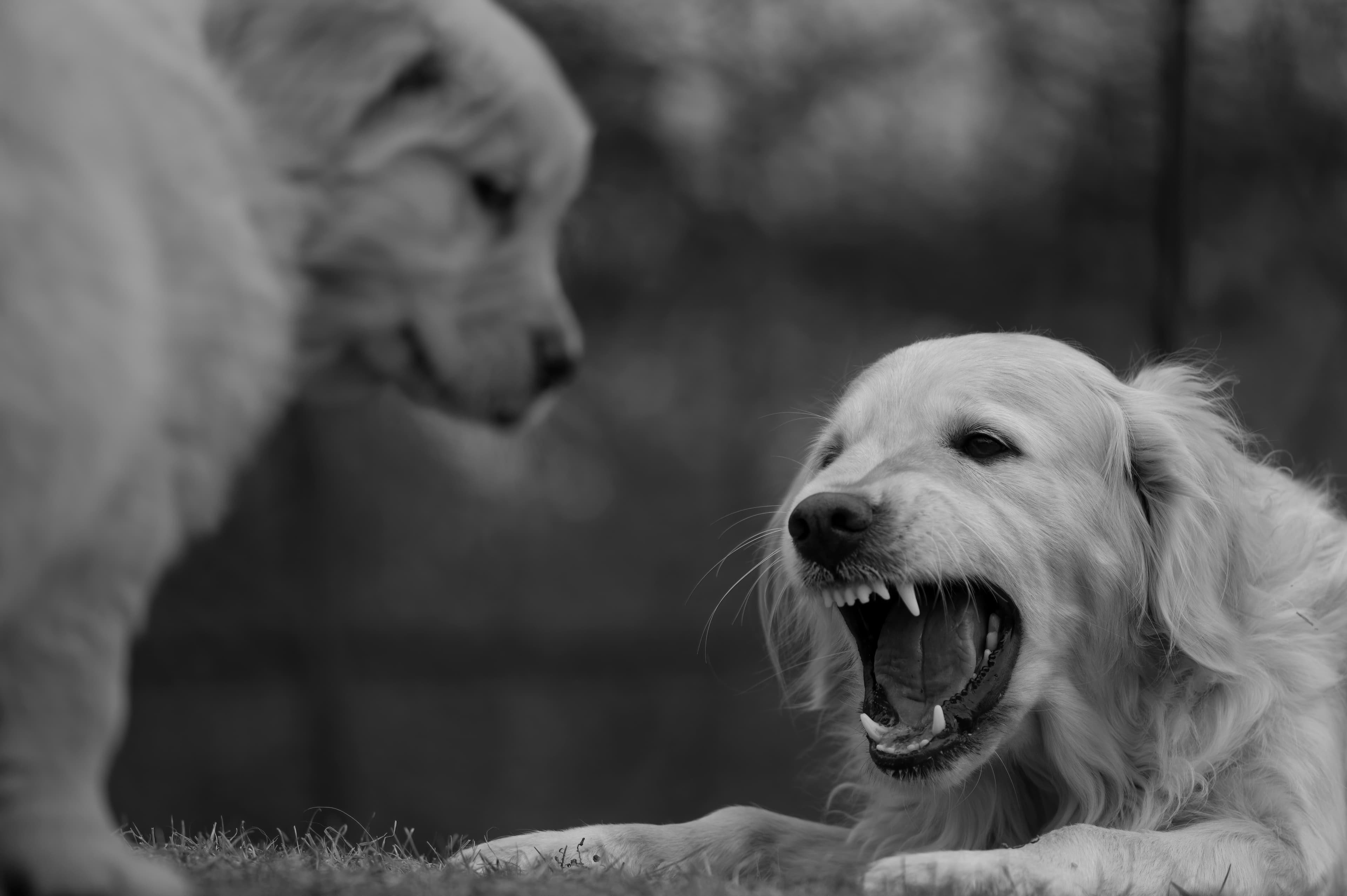 Our Dogs — SRitaPastor358 1 f