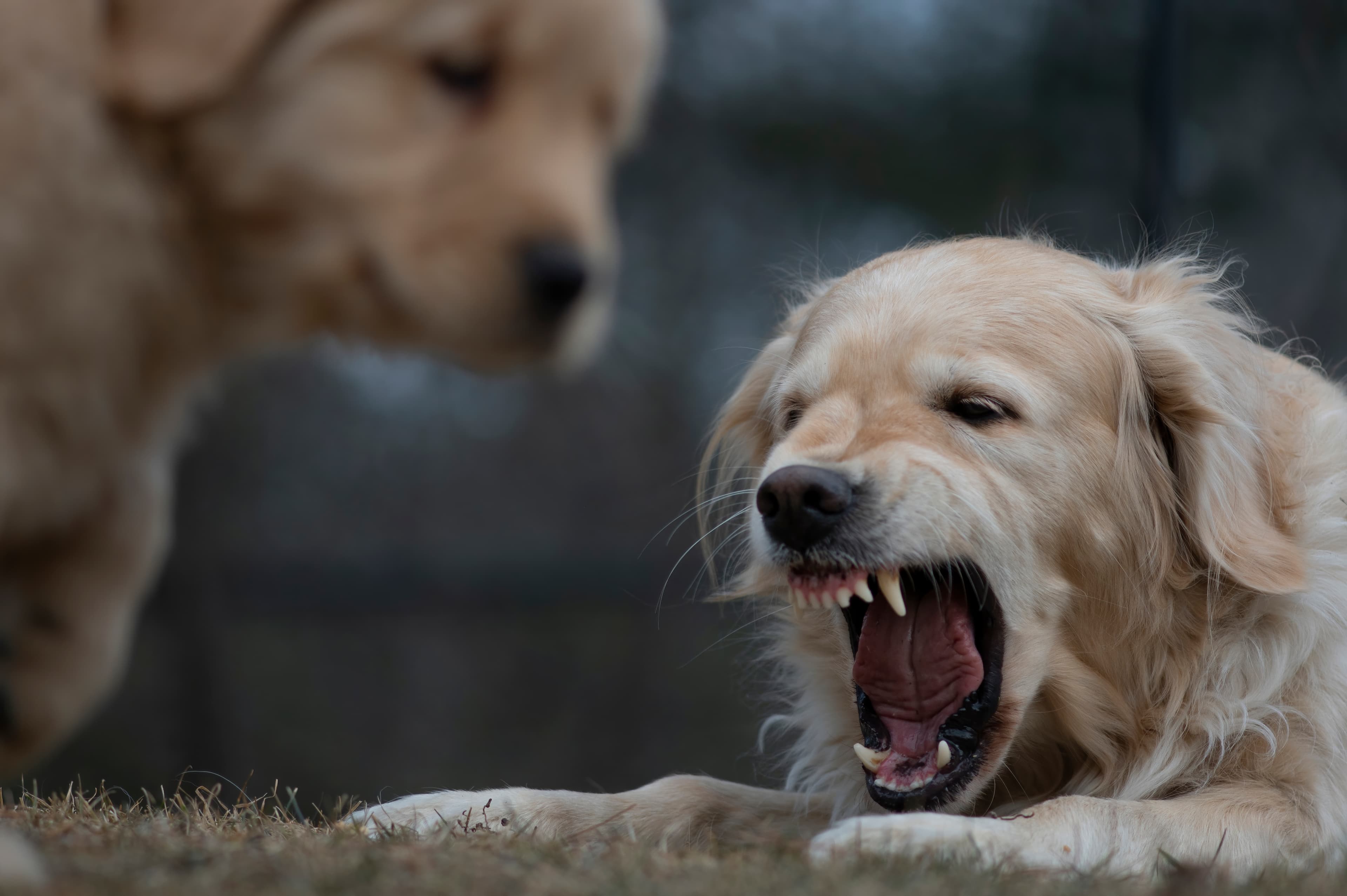 Our Dogs — SRitaPastor361 1 f
