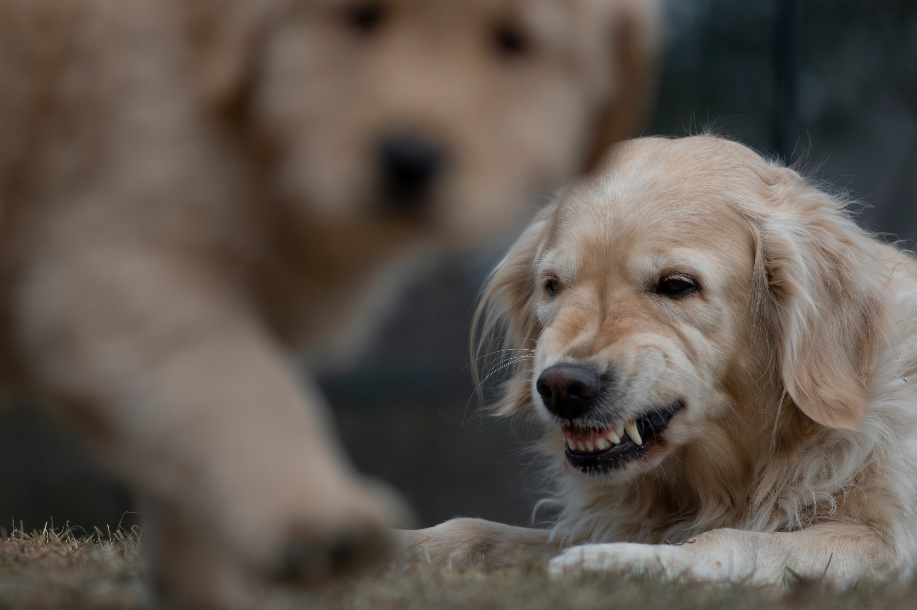 Our Dogs — SRitaPastor365 f