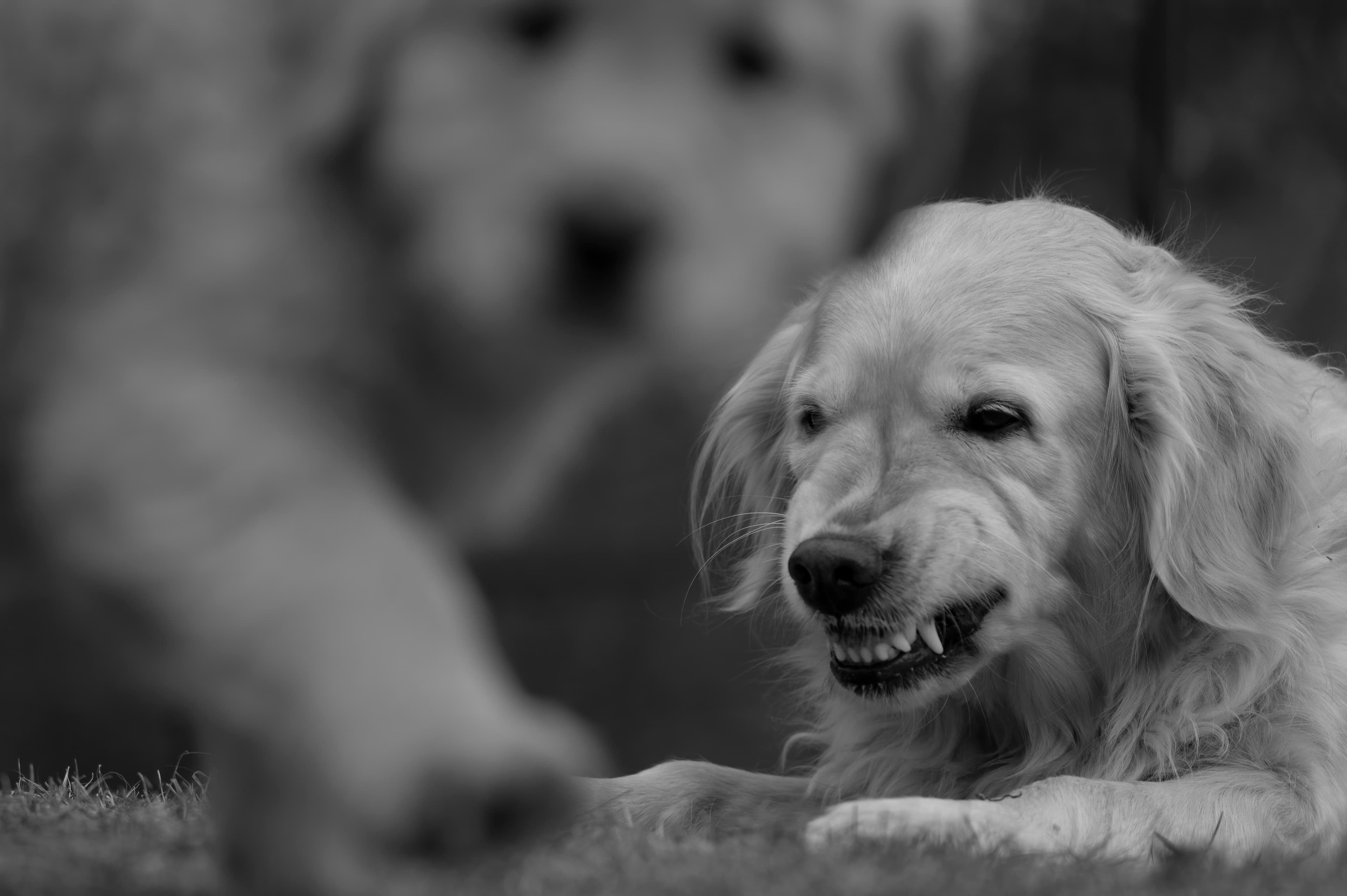 Our Dogs — SRitaPastor365 1 f