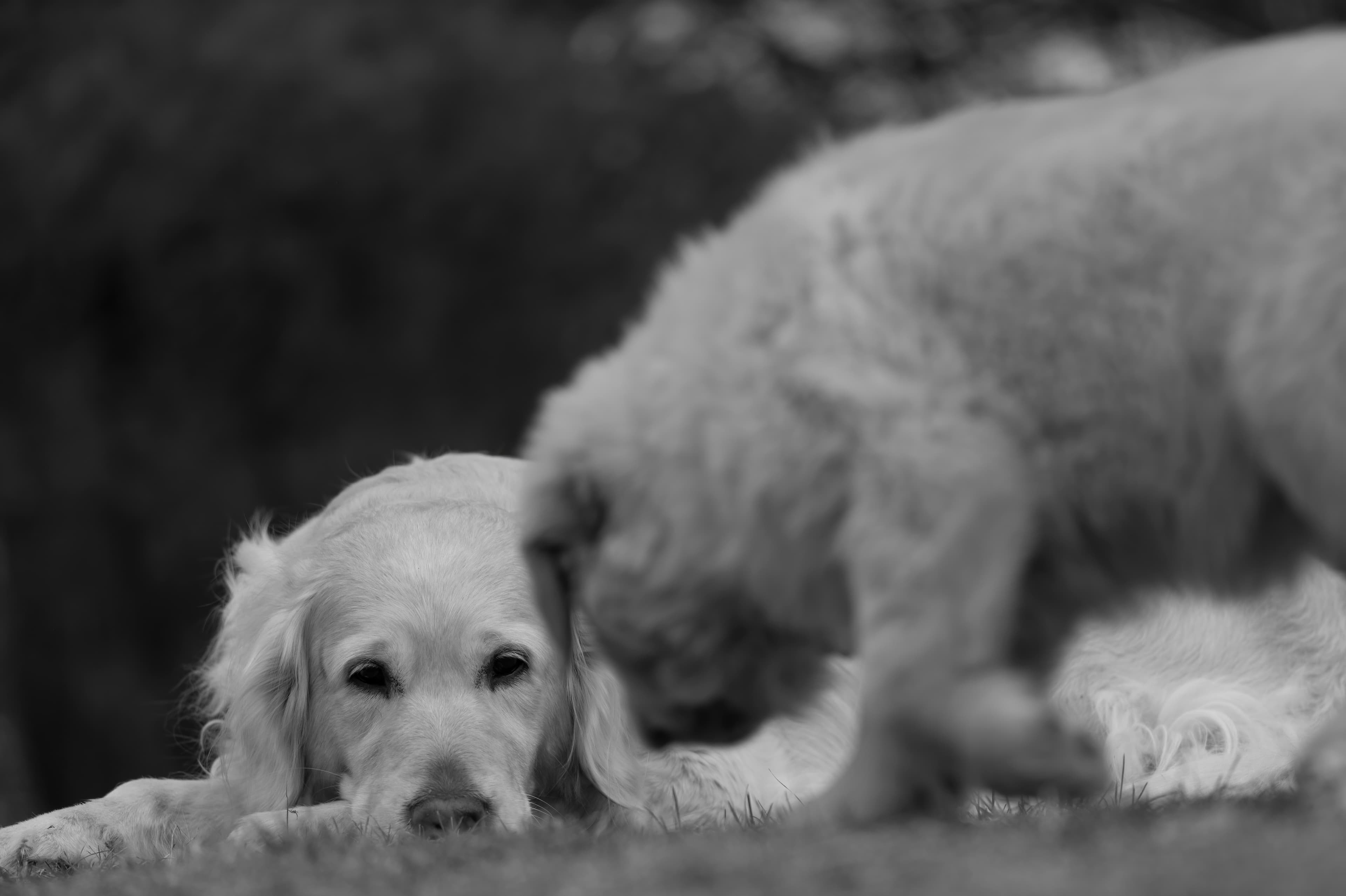 Our Dogs — SRitaPastor388 f