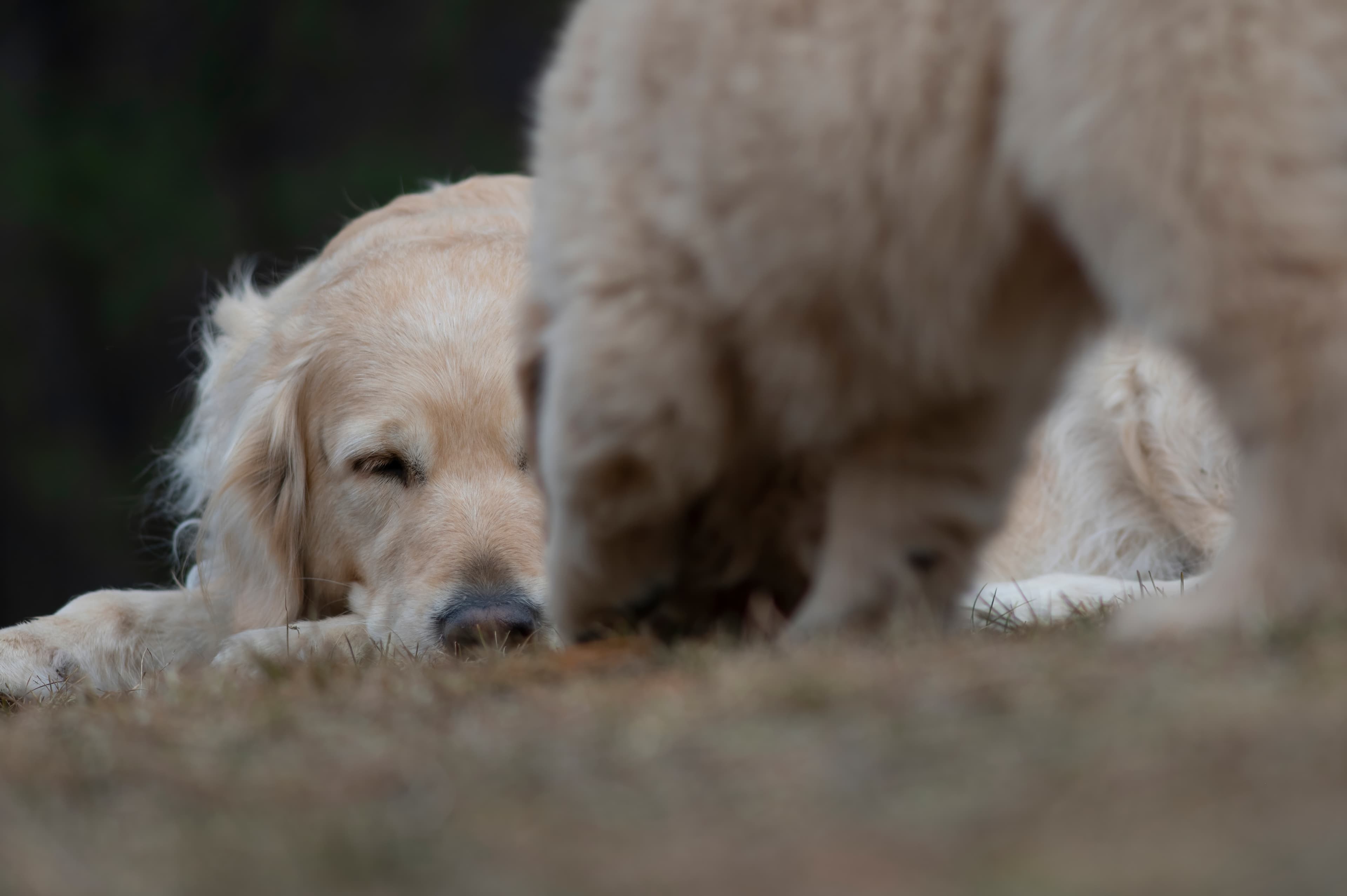Our Dogs — SRitaPastor403 f