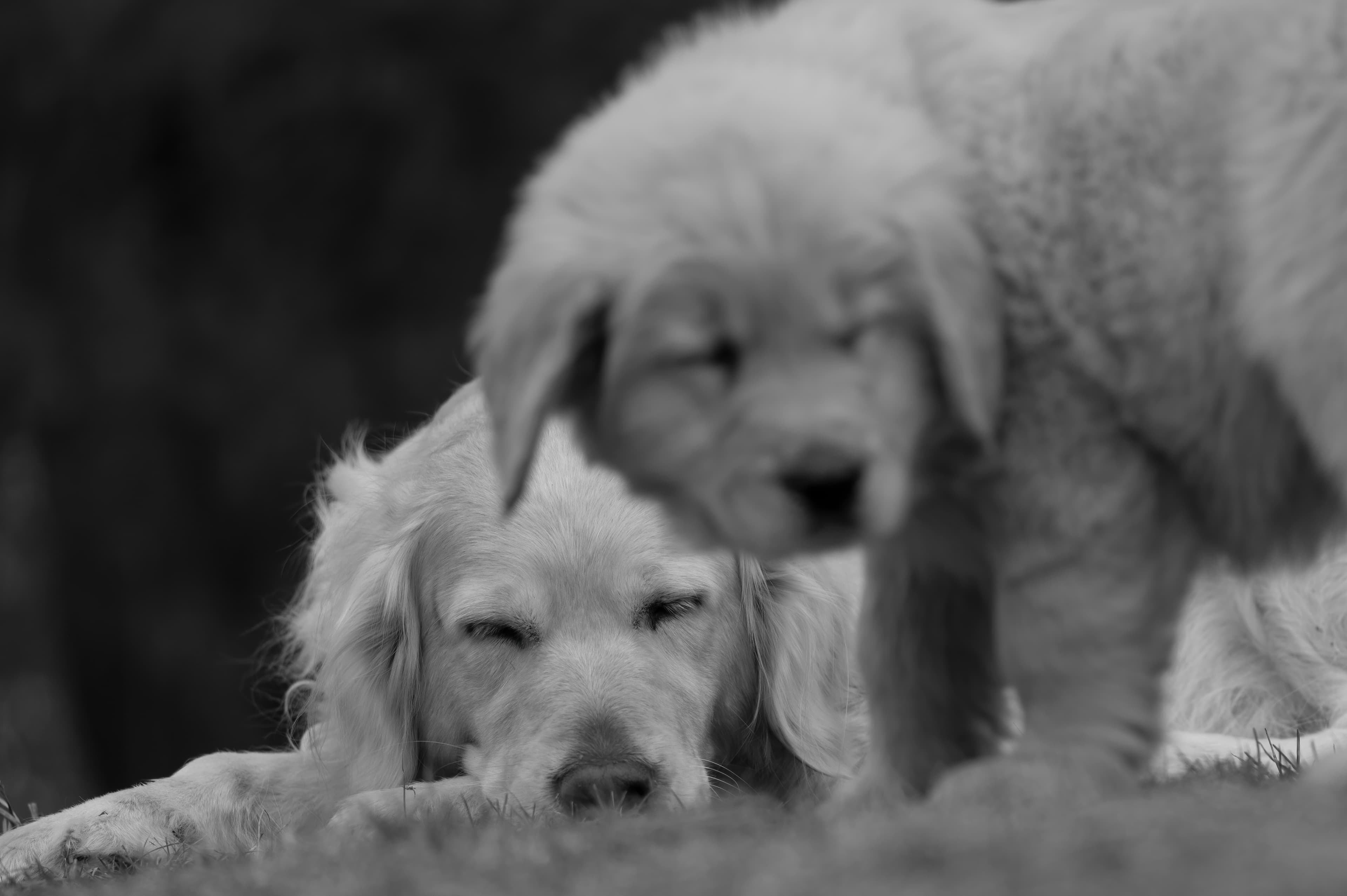 Our Dogs — SRitaPastor418 f