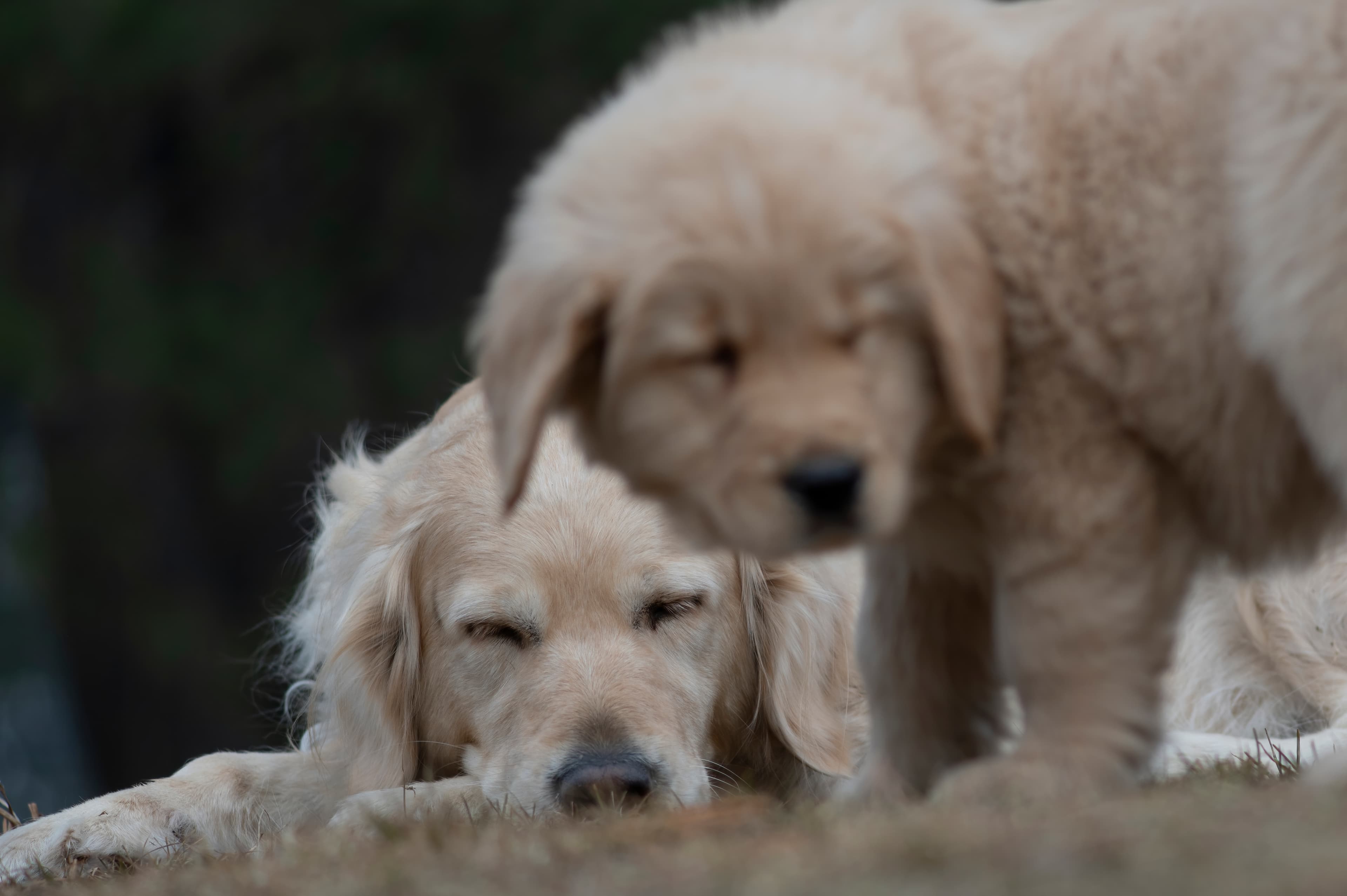 Our Dogs — SRitaPastor418 1 f