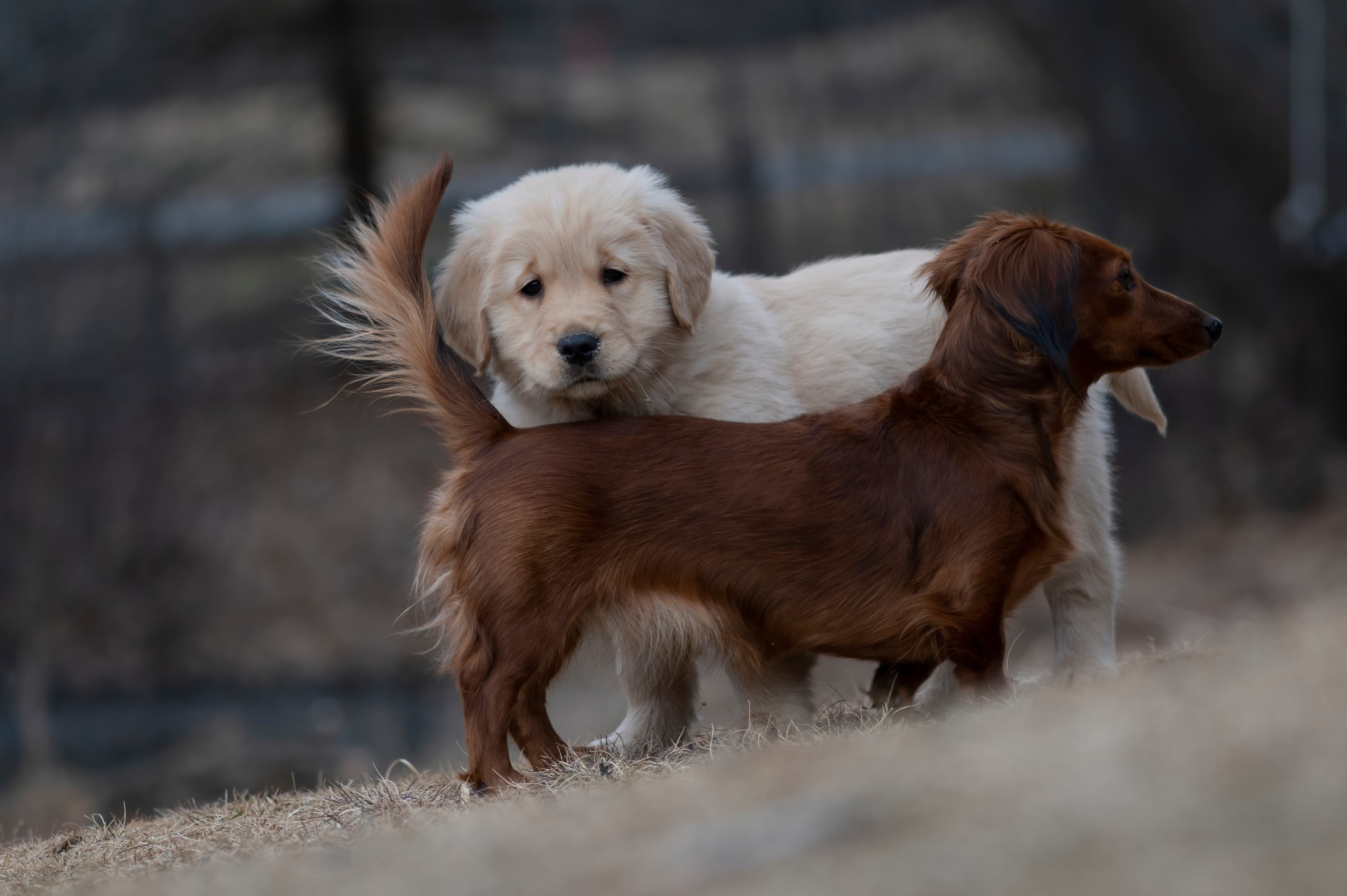 Our Dogs — SRitaPastor485 f