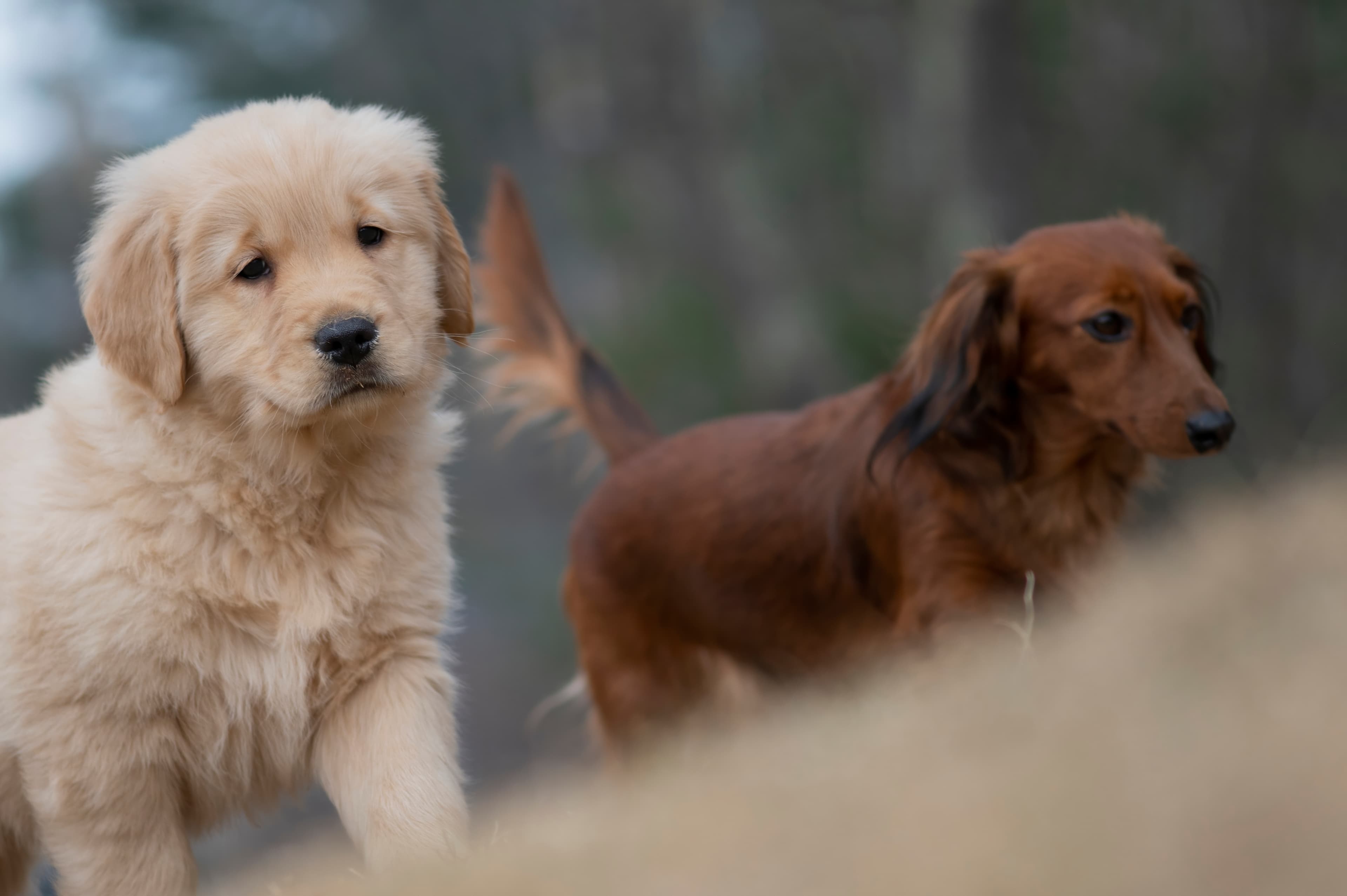Our Dogs — SRitaPastor497 1 f