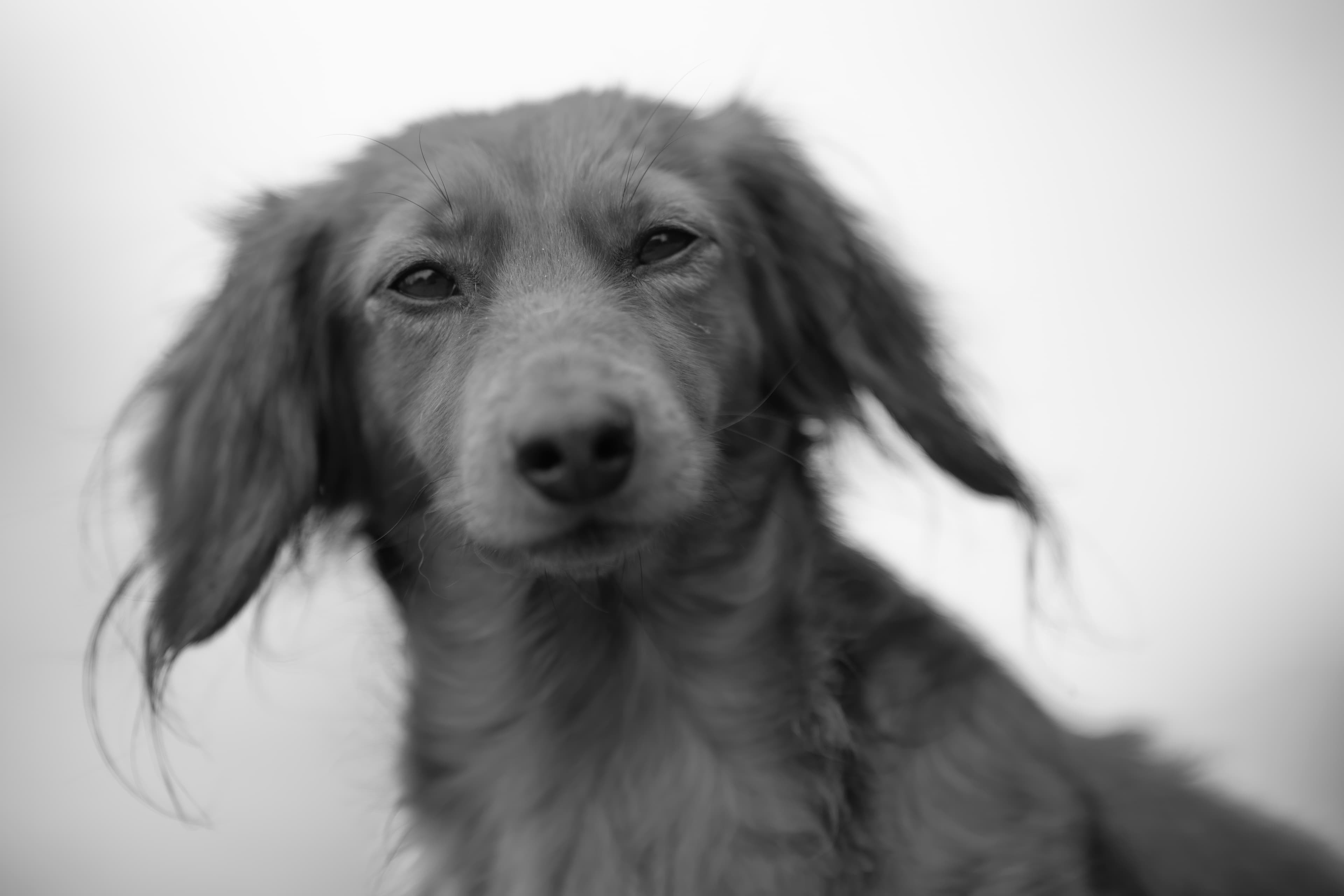 Our Dogs — RitaKelsey350 1 f