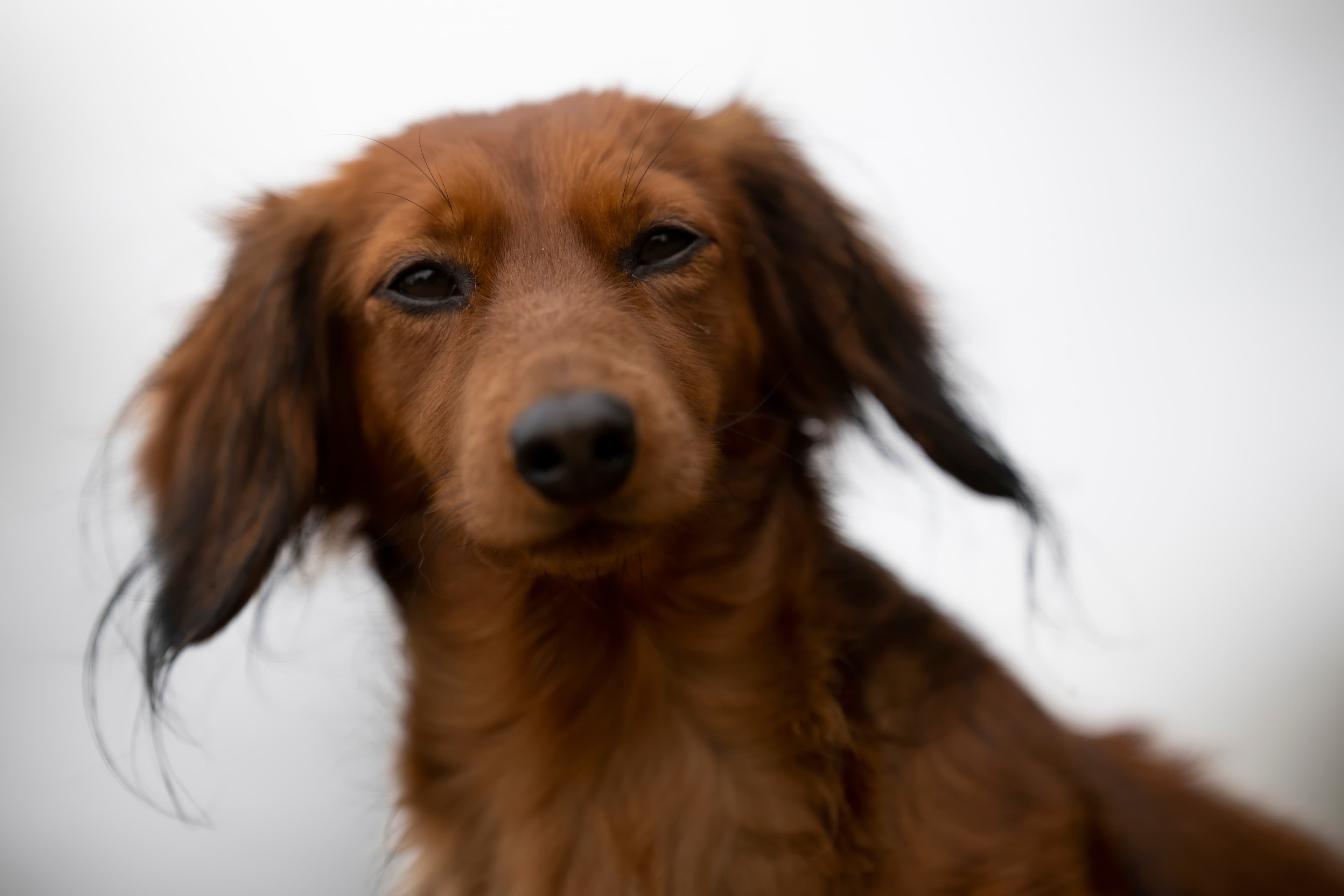 Our Dogs — RitaKelsey350 2 f