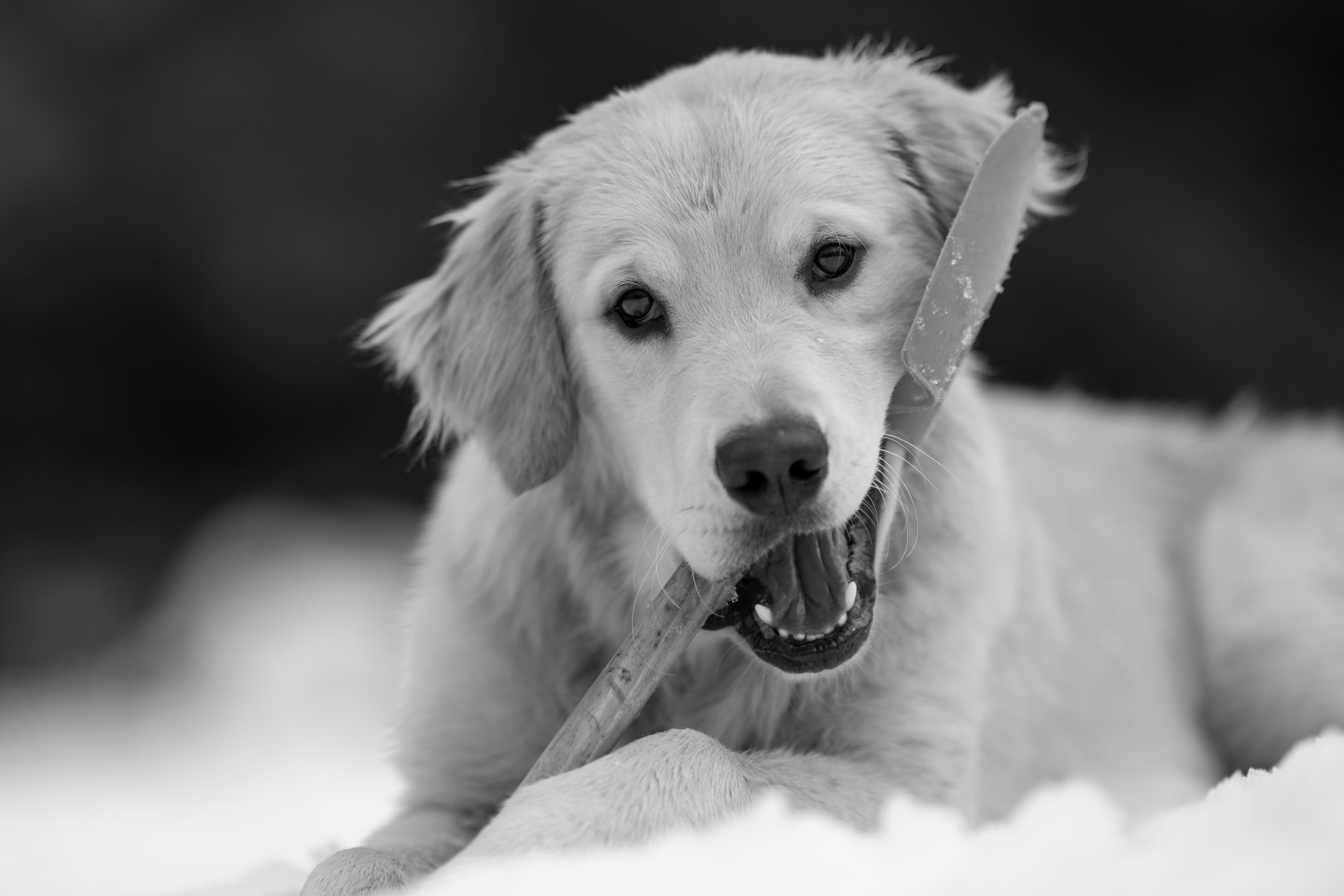 Our Dogs — DanYellow039 1