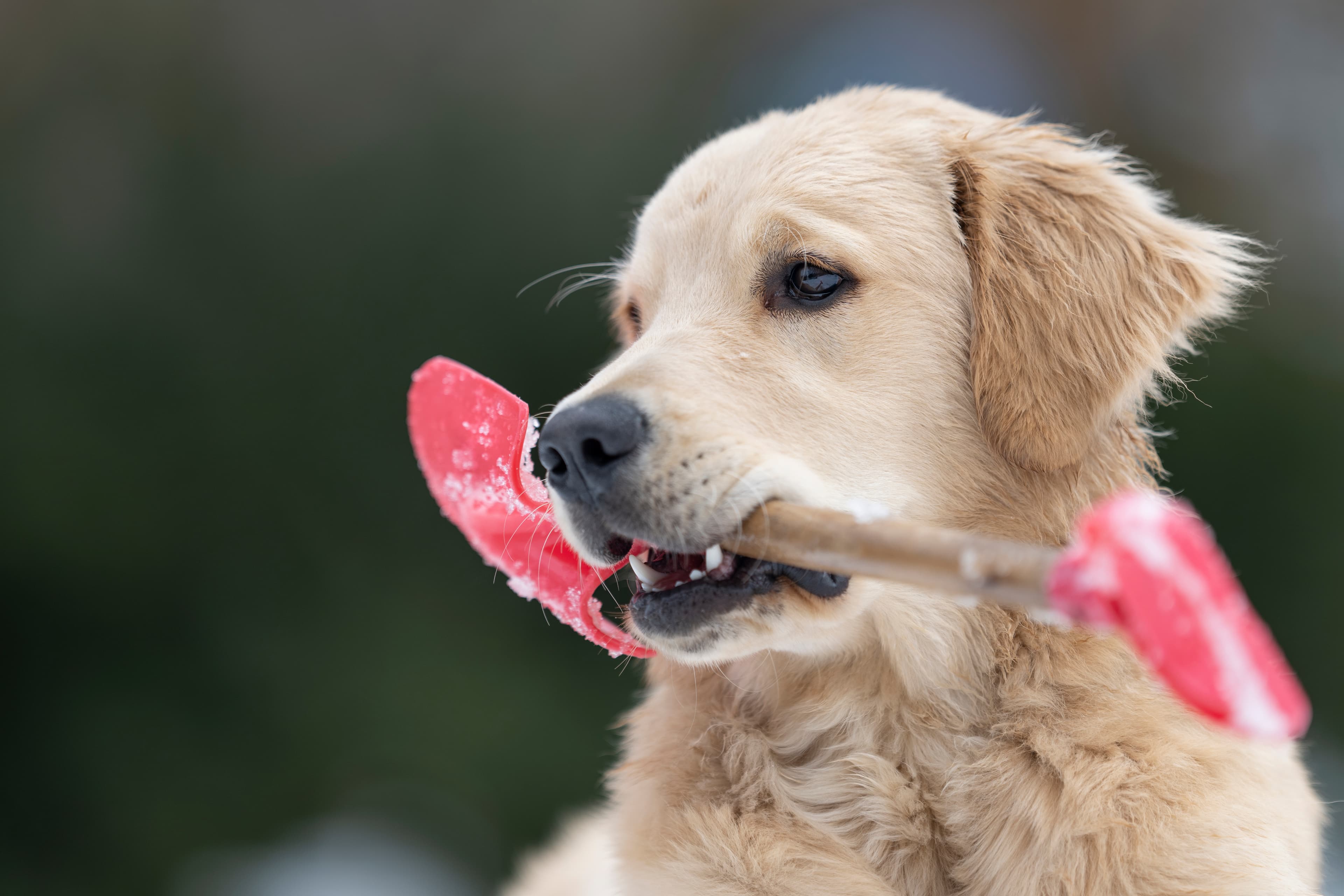 Our Dogs — DanYellow194