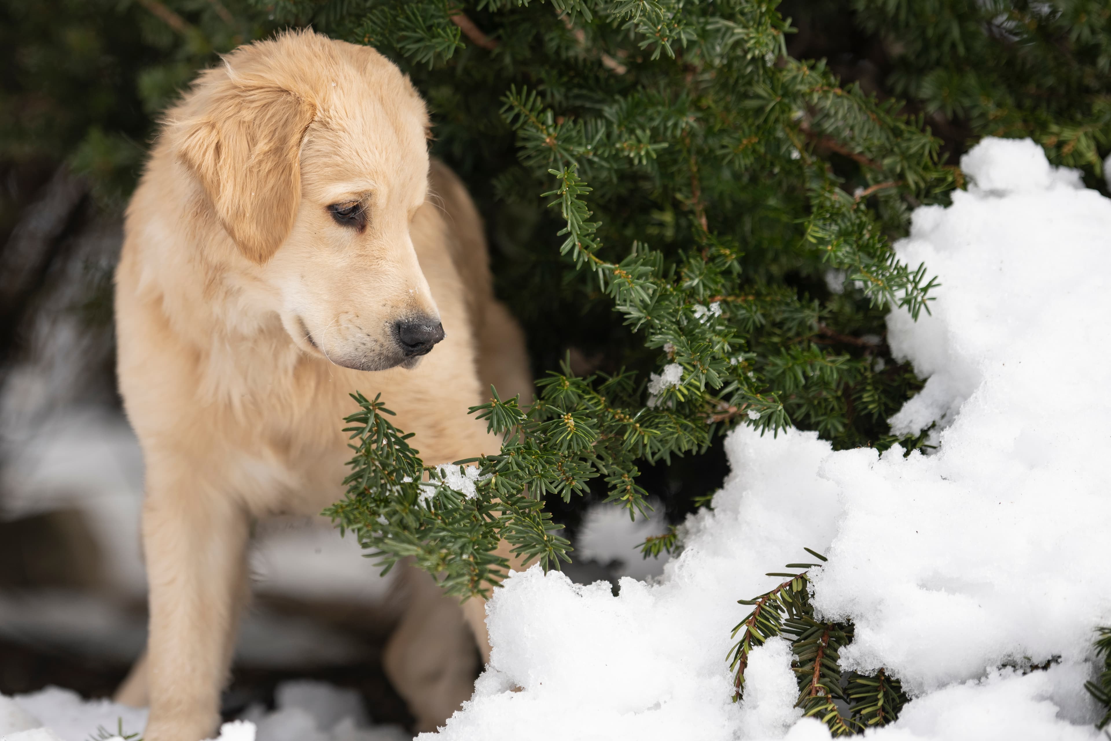 Our Dogs — DanYellow297