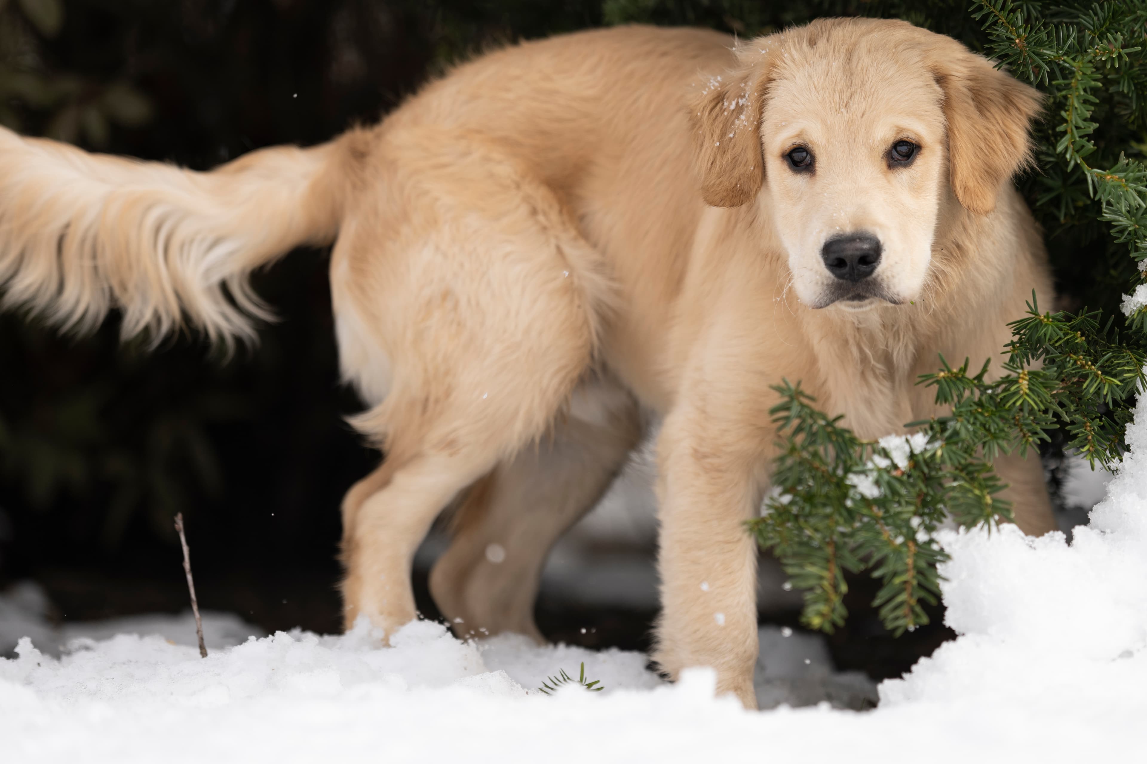 Our Dogs — DanYellow300