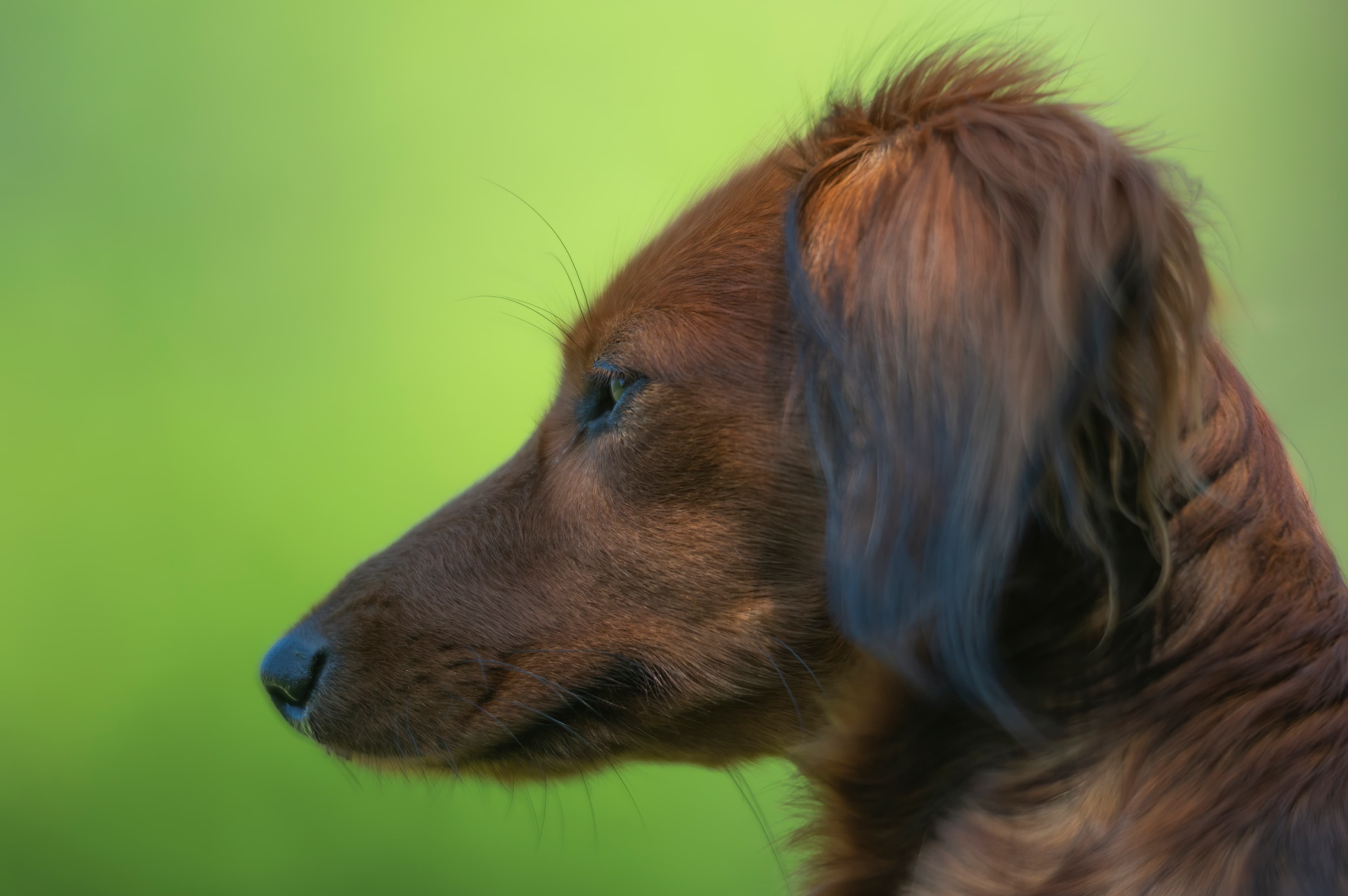Our Dogs — WagTeeg034 f