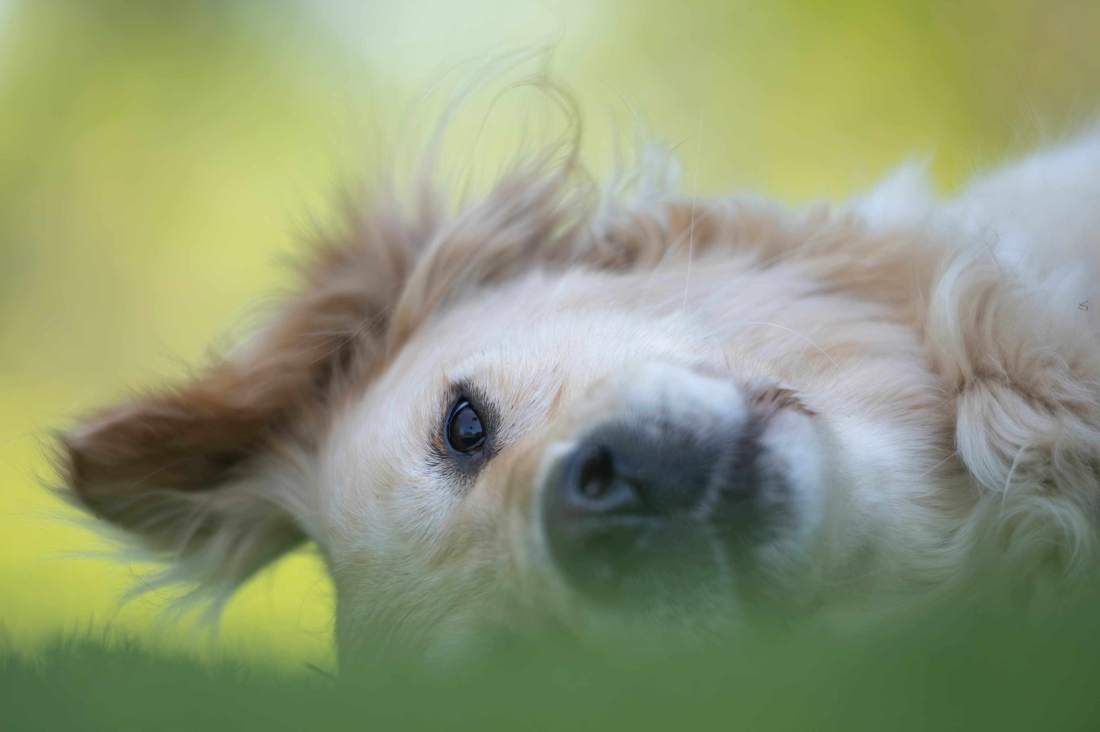 Our Dogs — WagTeeg082 f