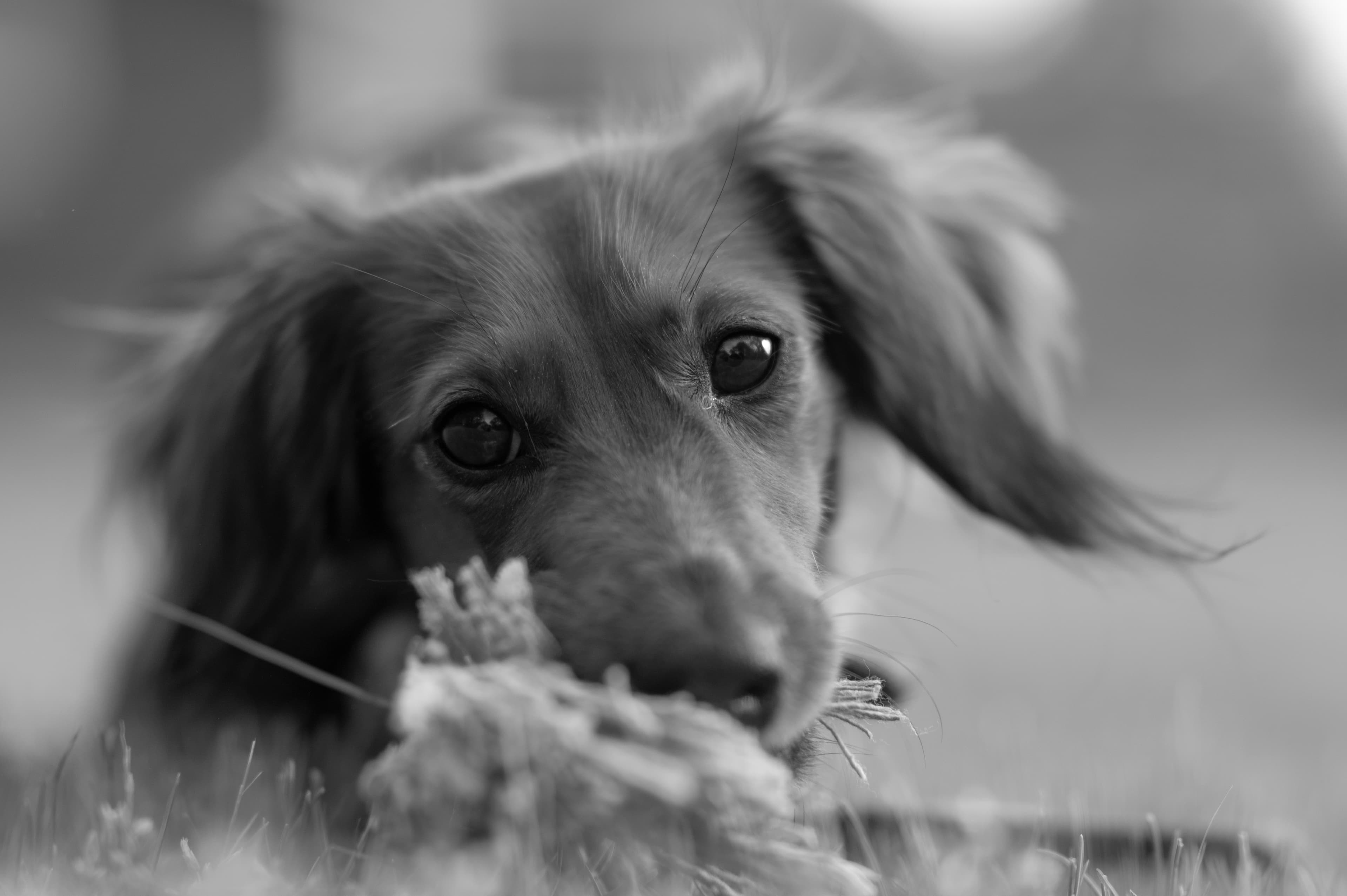 Our Dogs — Wag399