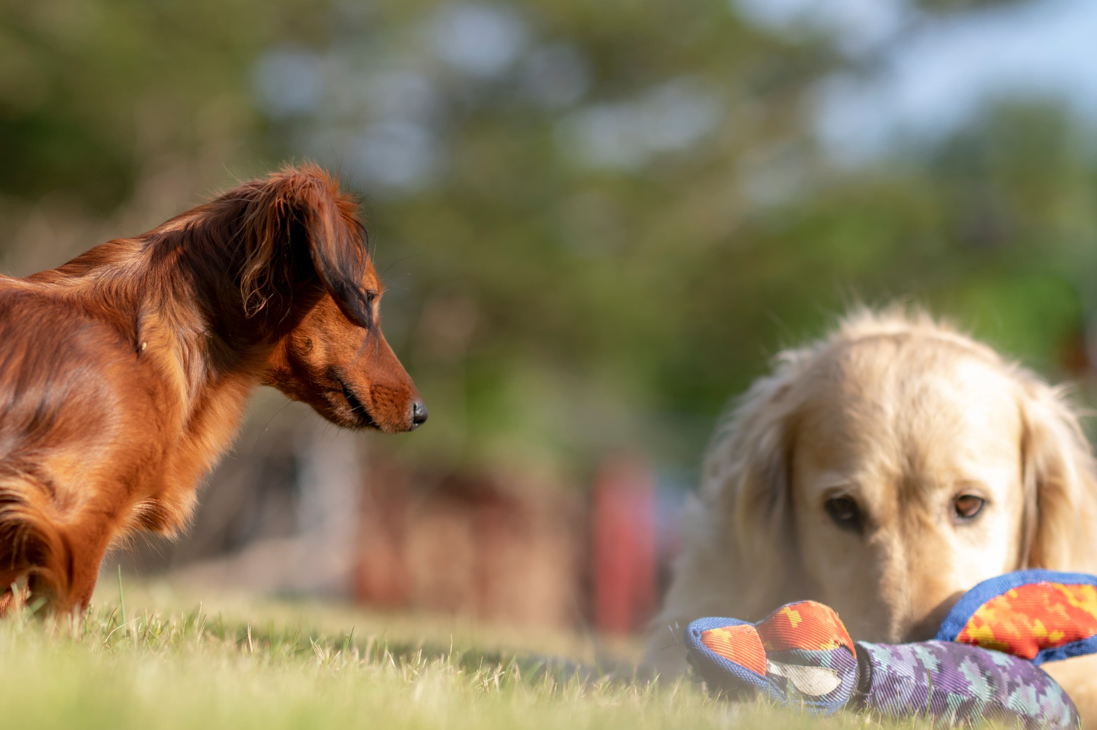 Our Dogs — Wag494 2