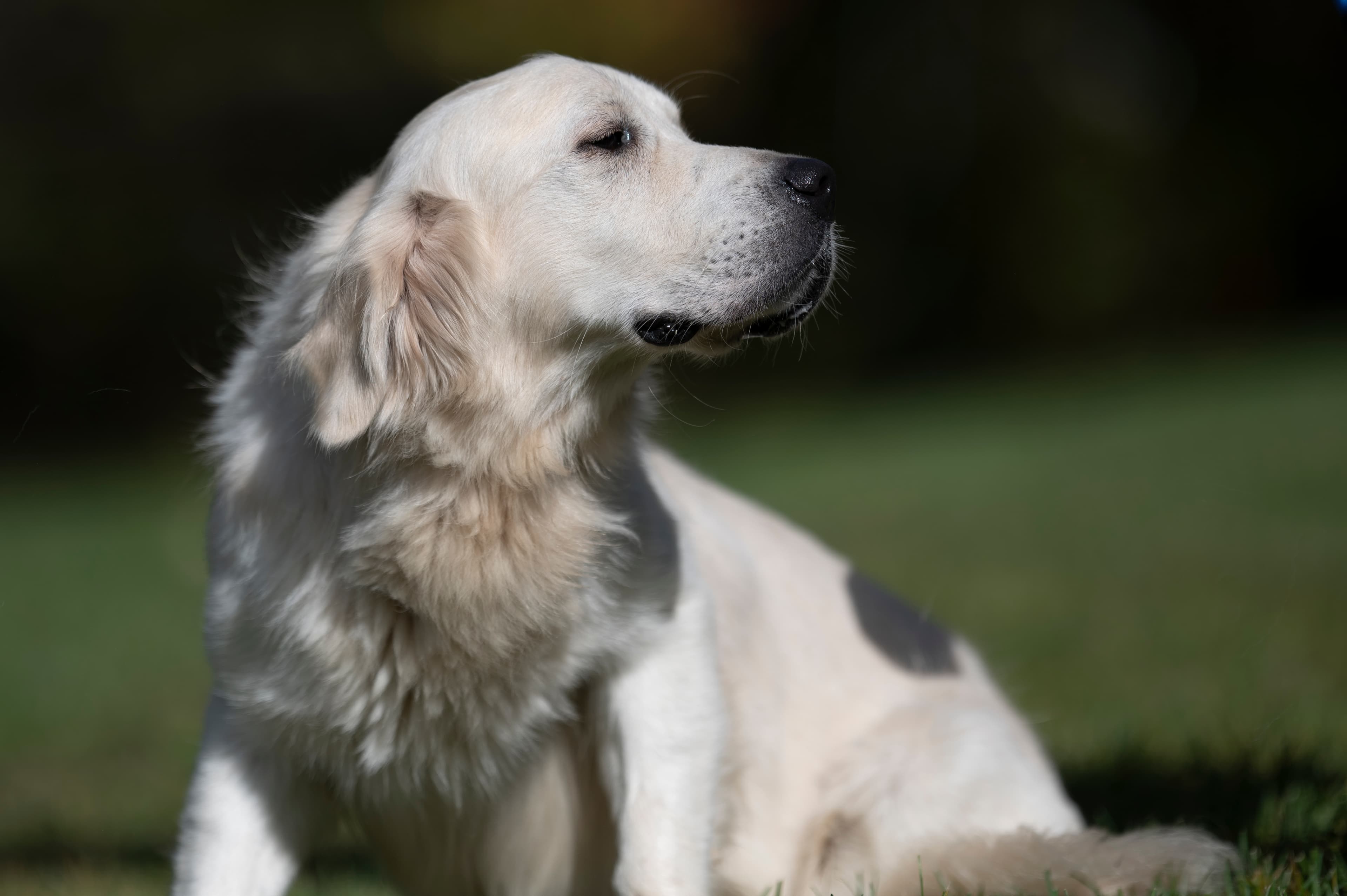 Our Dogs — Group376