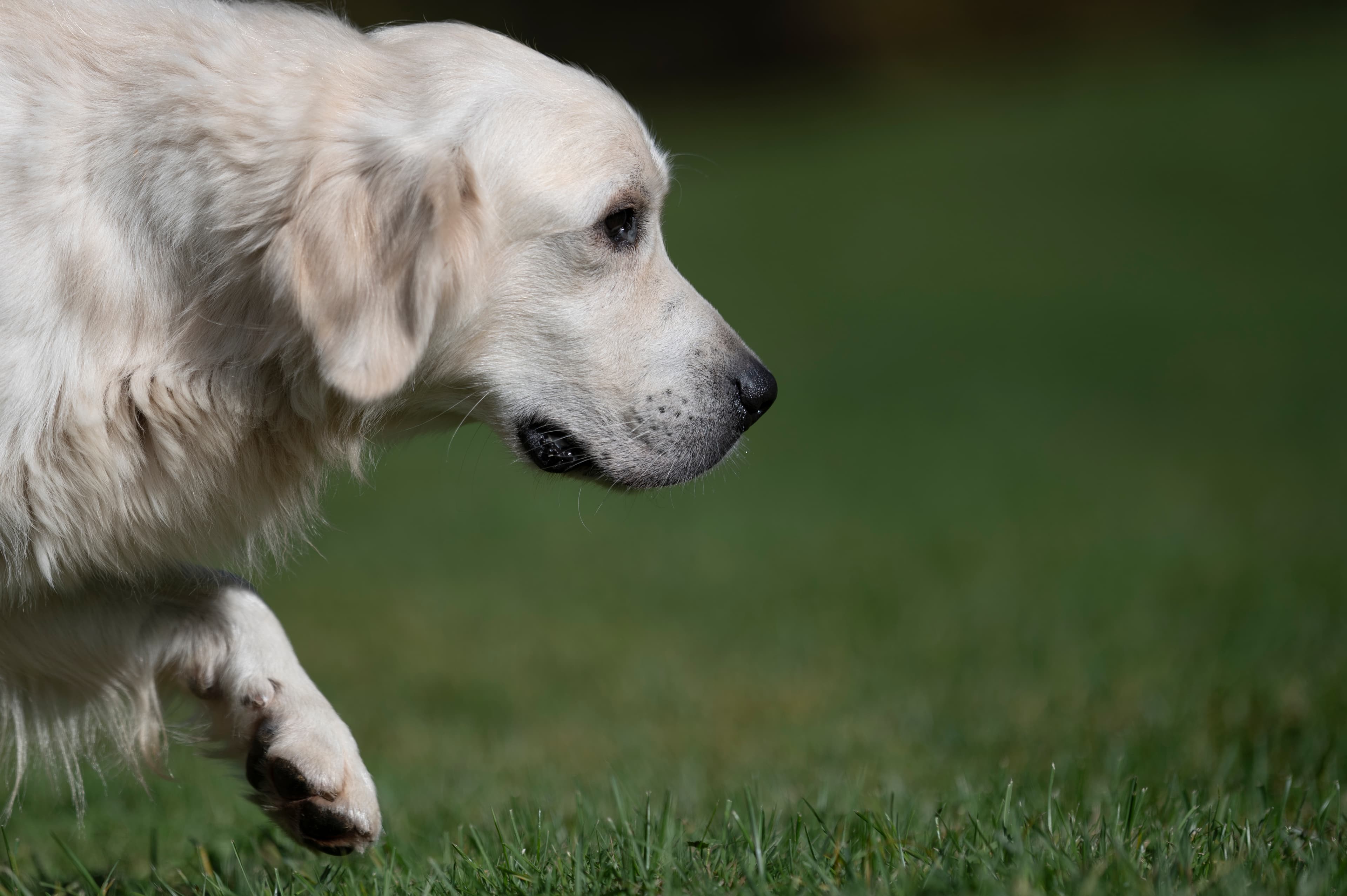 Our Dogs — Group386